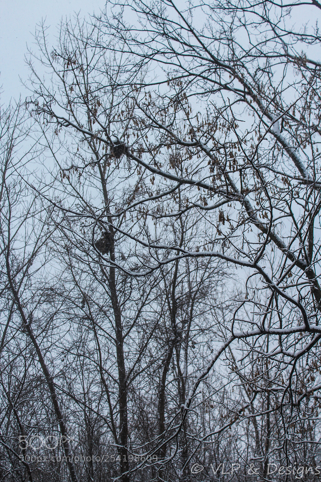 Canon EOS 1200D (EOS Rebel T5 / EOS Kiss X70 / EOS Hi) sample photo. Wrapped in winter photography