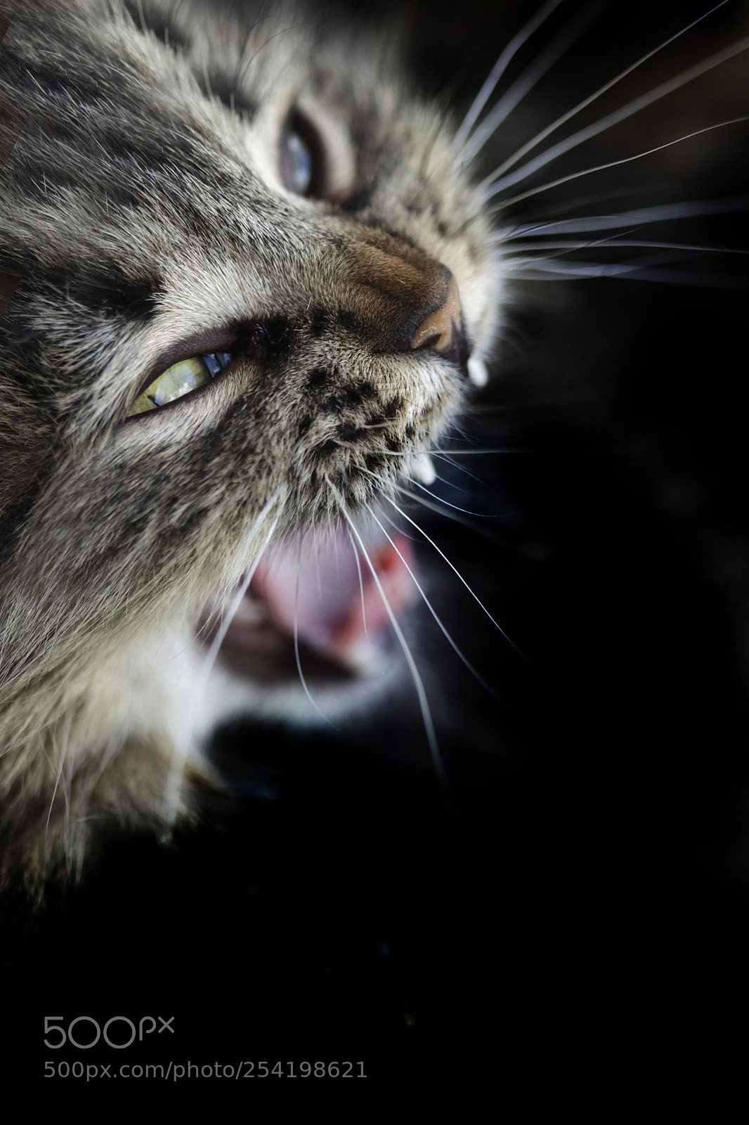 Canon EOS 5D Mark II sample photo. Cute cat photography