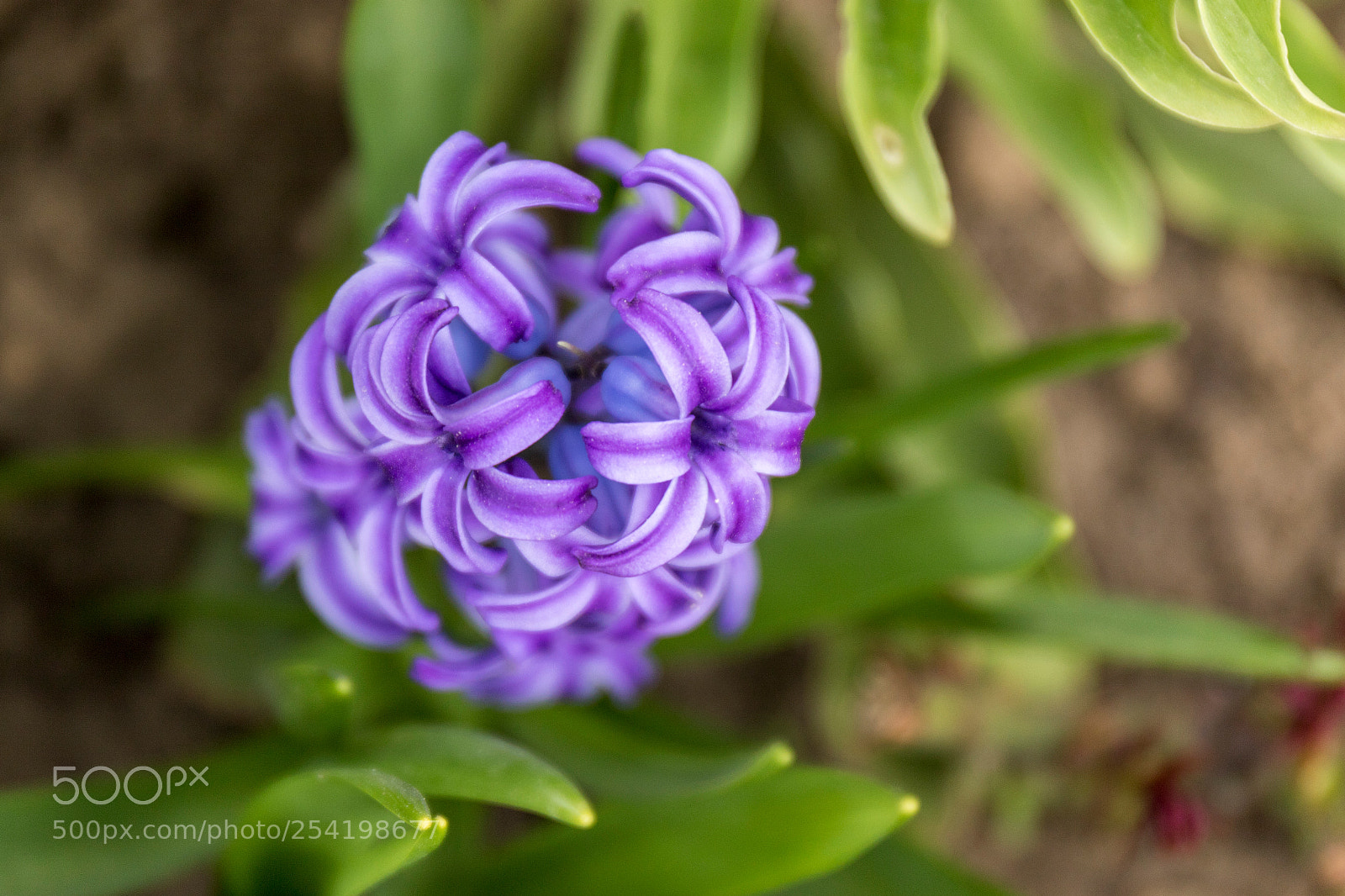 Canon EOS 7D Mark II sample photo. The power of violet photography
