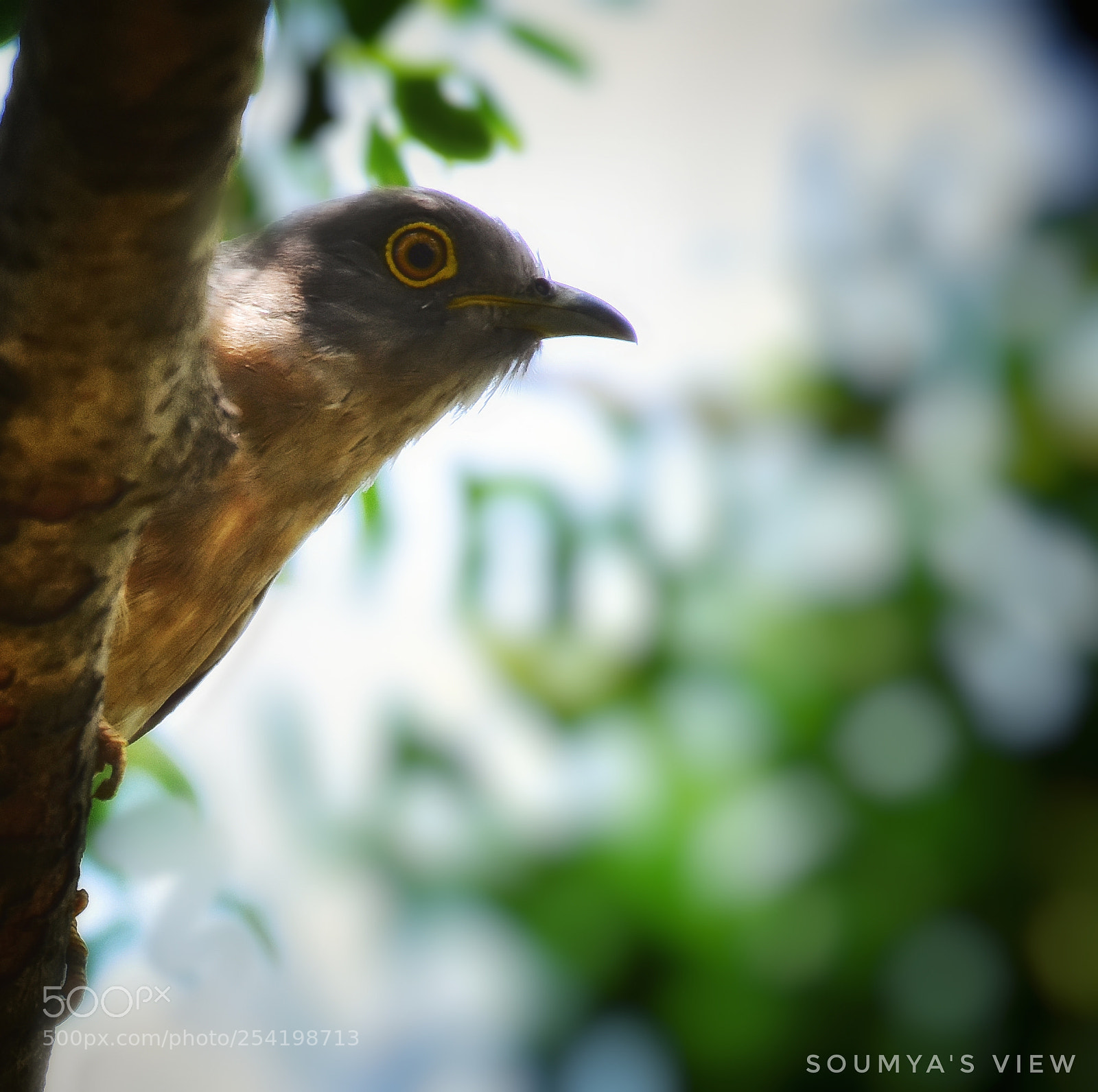Nikon D7200 sample photo. Peek-a-boo photography