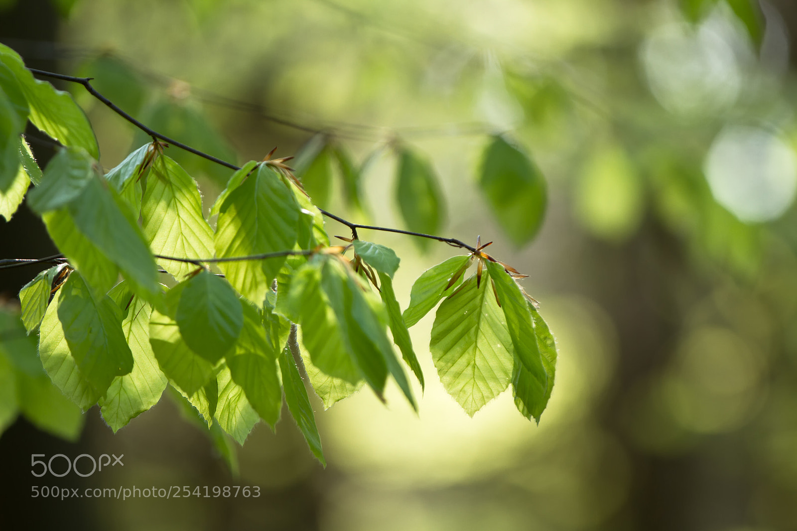 Canon EOS 7D sample photo. Beukenbos photography