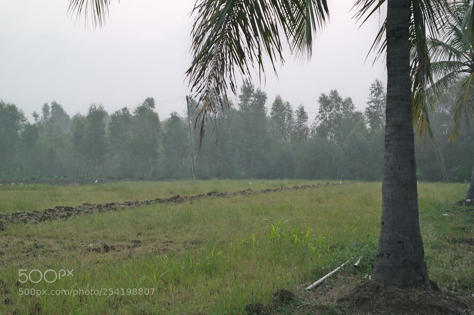 Samsung NX2000 sample photo. Cocunut field at belthur photography