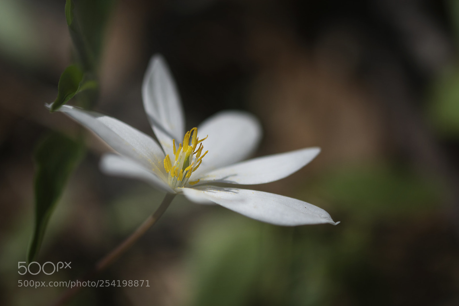 Nikon D7100 sample photo. Bloodroot photography