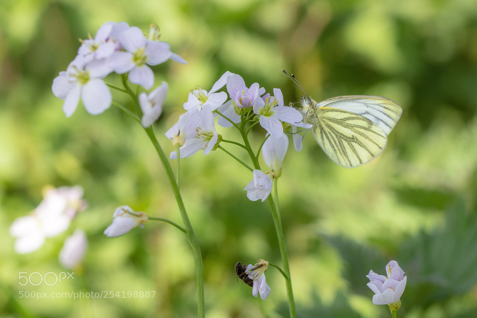 Nikon D7200 sample photo. Green-veined white photography