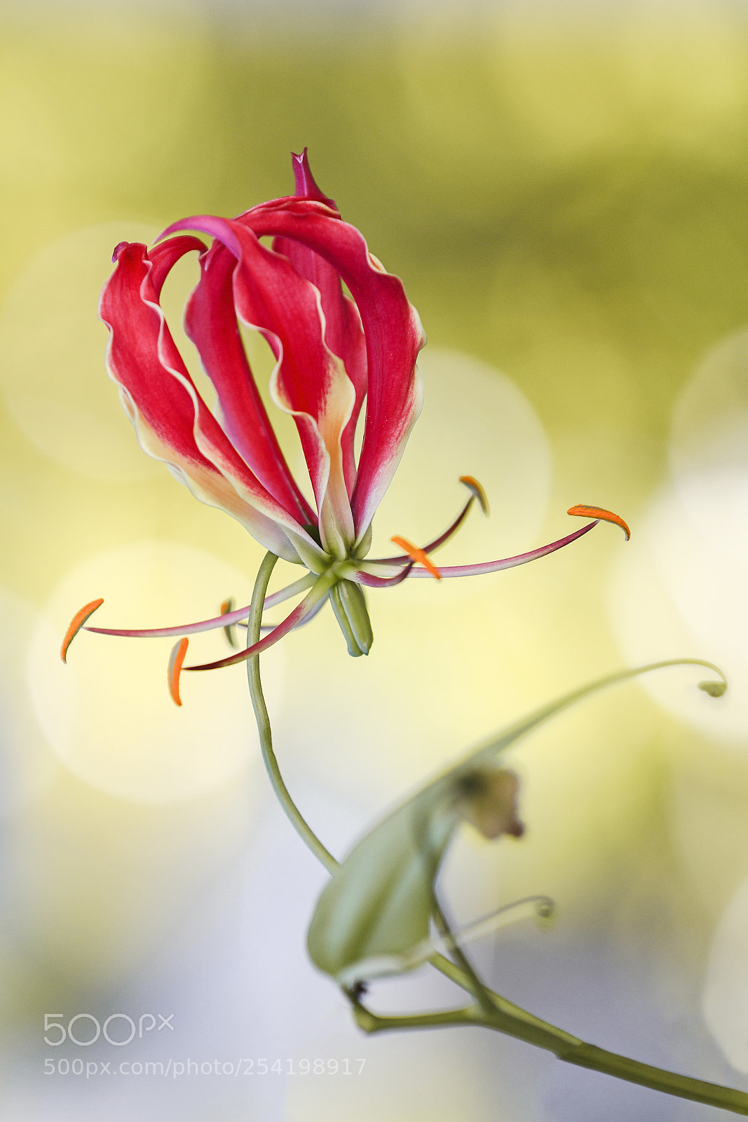 Canon EOS 5D Mark IV sample photo. Heart photography