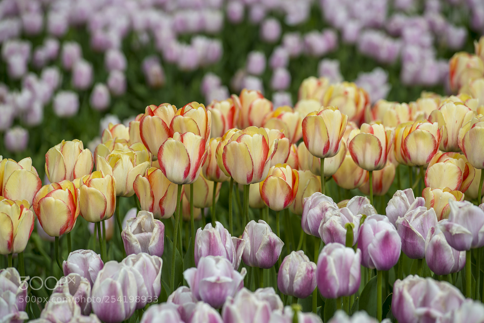 Nikon D800E sample photo. Tulip photography