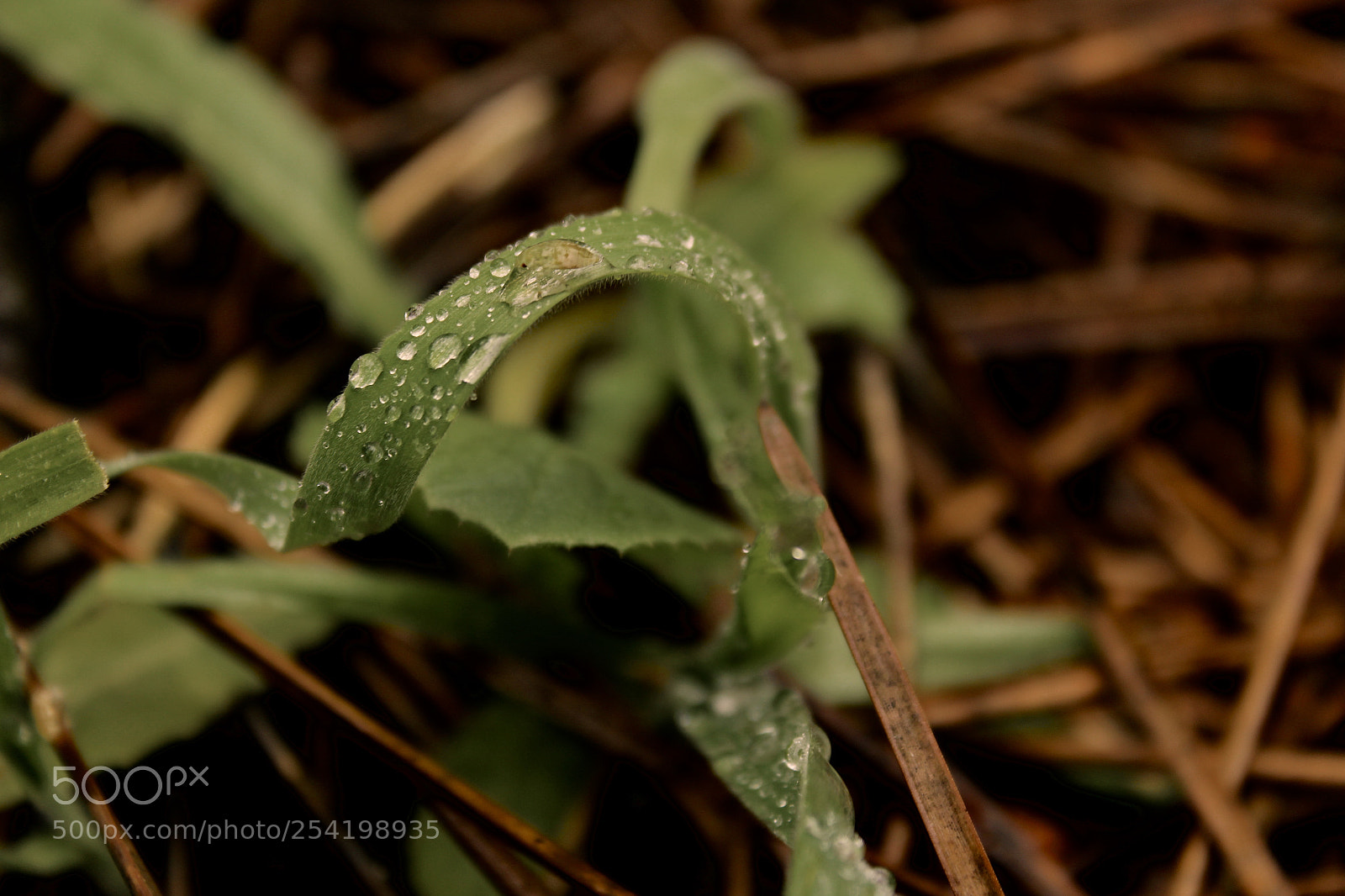 Canon EOS 1200D (EOS Rebel T5 / EOS Kiss X70 / EOS Hi) sample photo. Dew photography