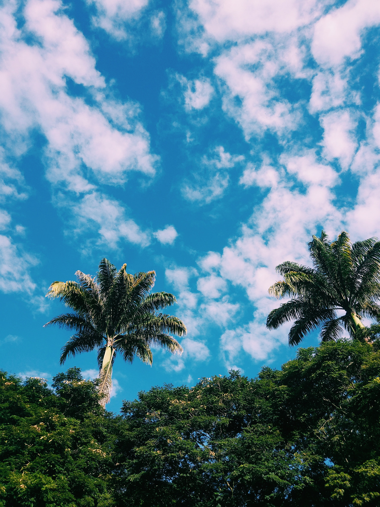 Xiaomi MI 5s sample photo