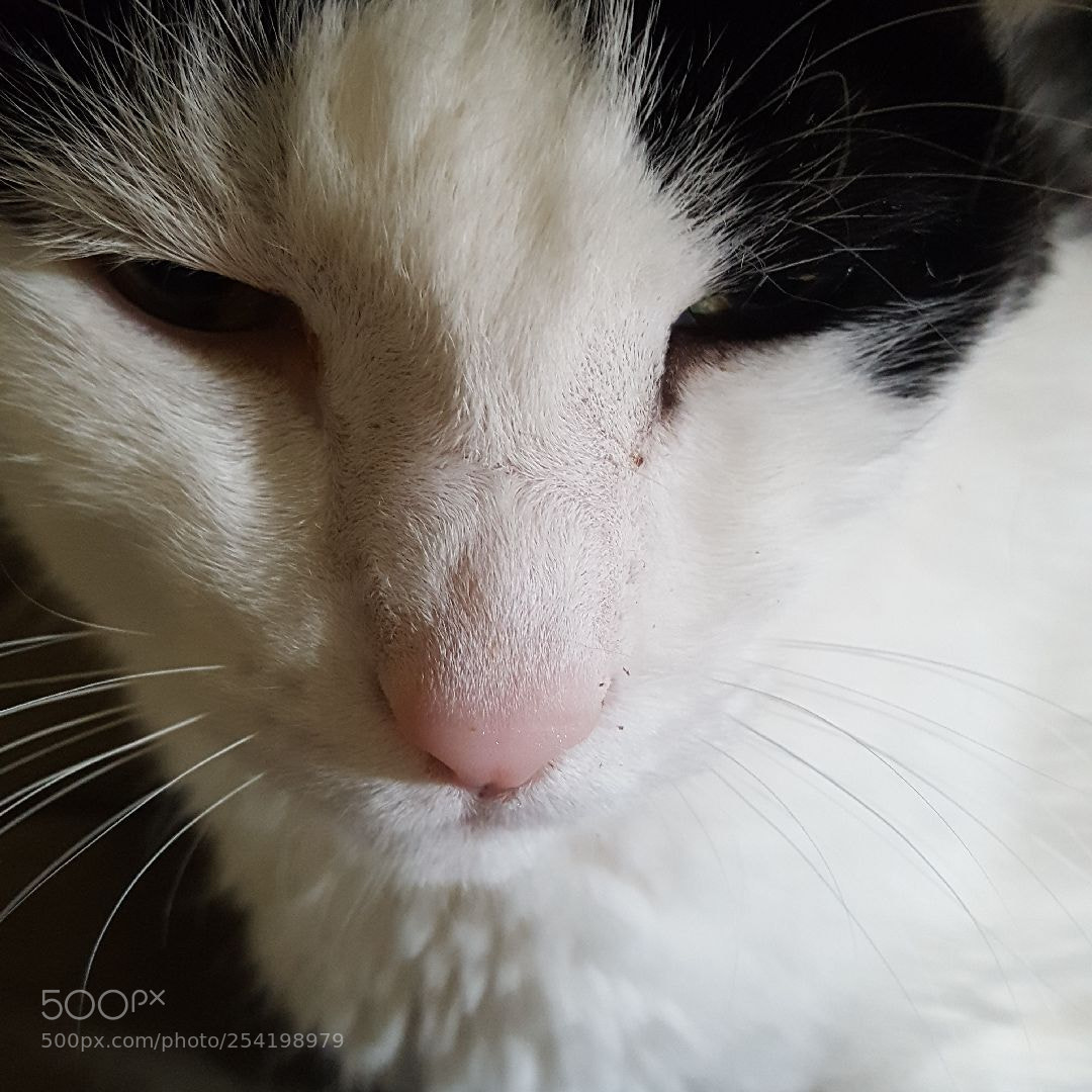 Samsung Galaxy S6 sample photo. Untitled photography