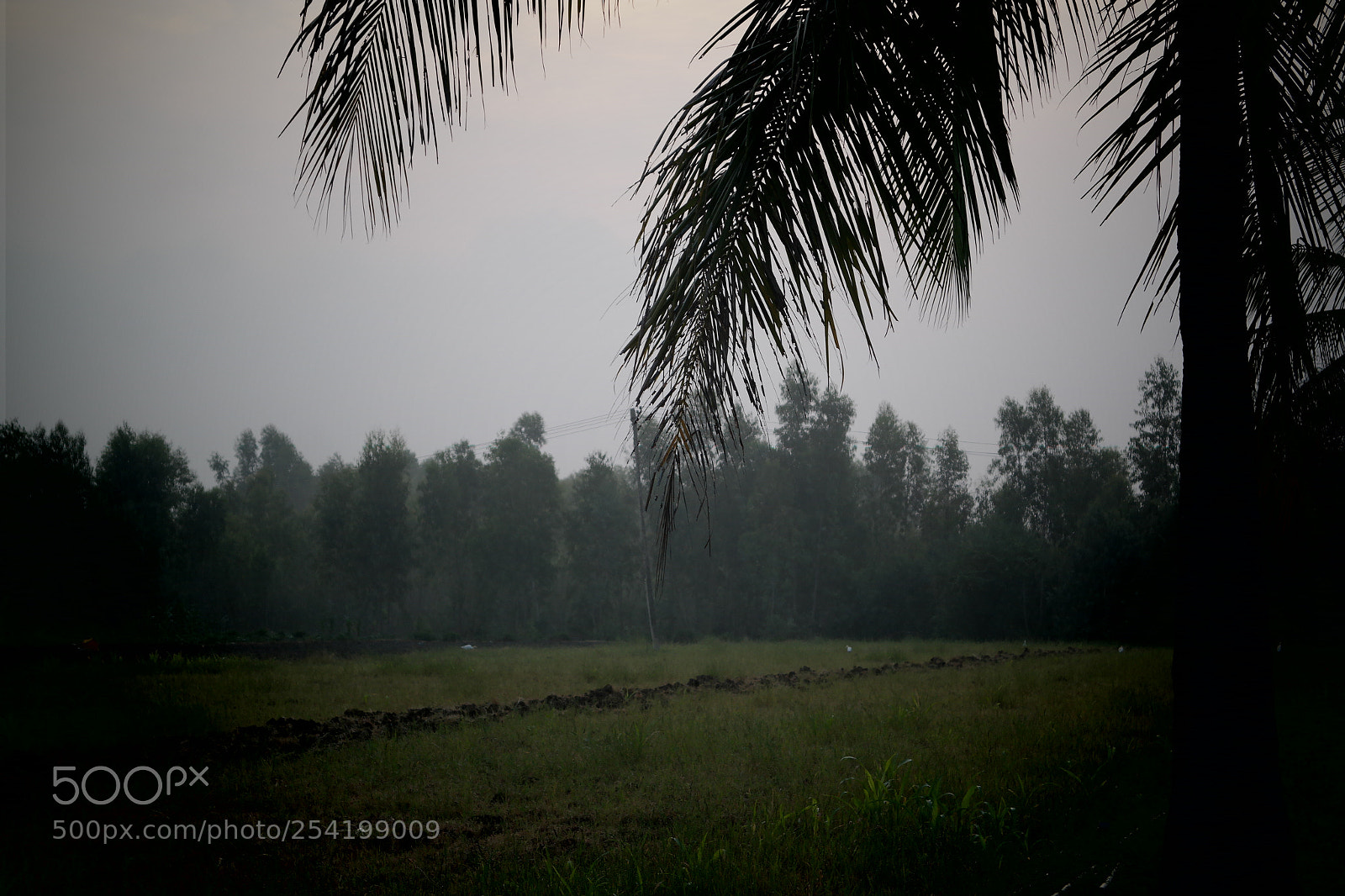 Samsung NX2000 sample photo. Cocunut field at belthur photography