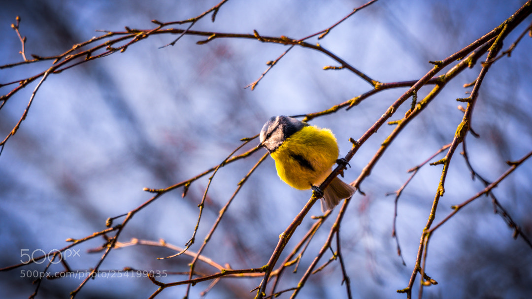 Nikon D5200 sample photo. Hanging in there. photography