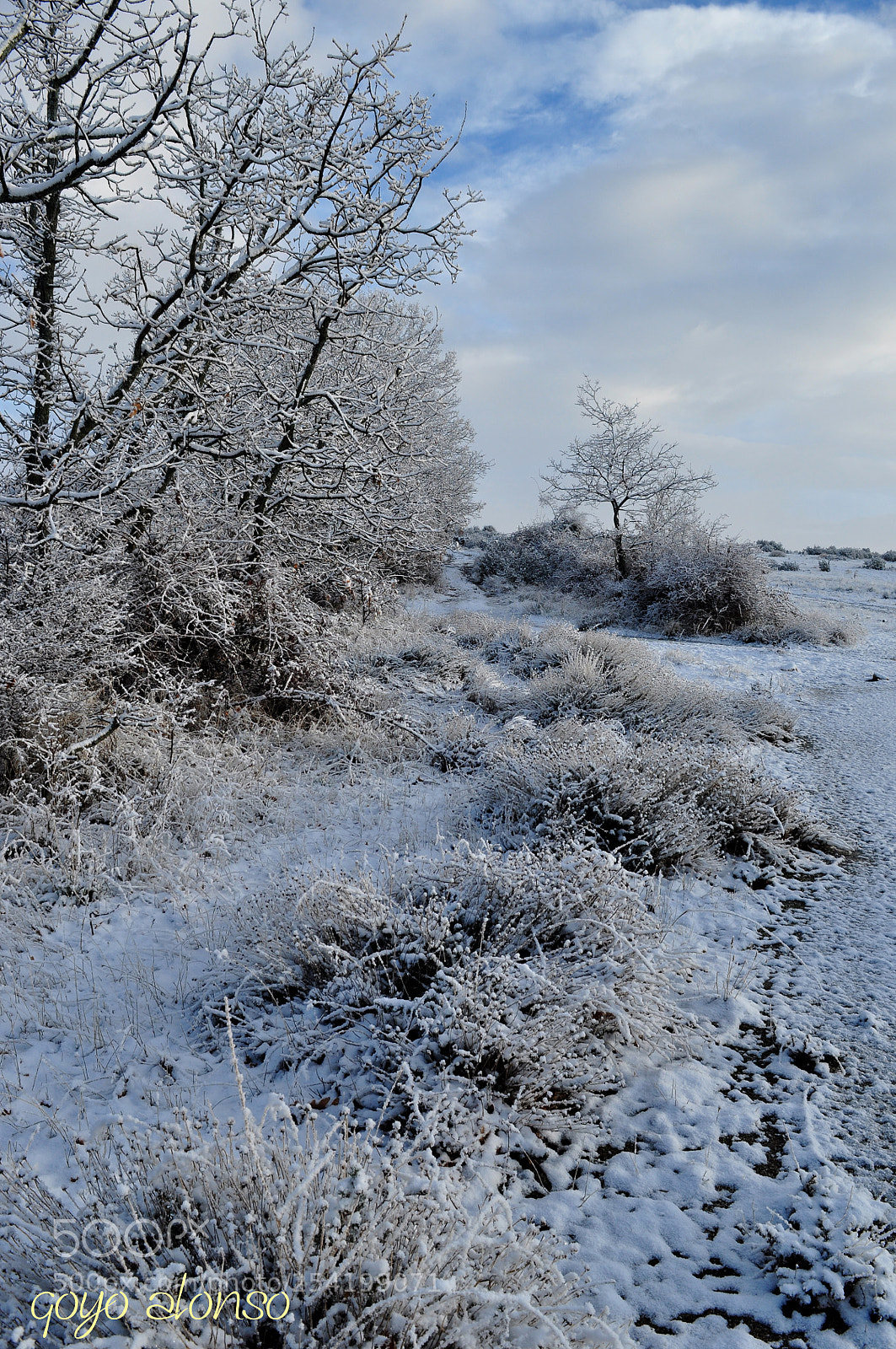 Nikon D5000 sample photo. Invernal photography