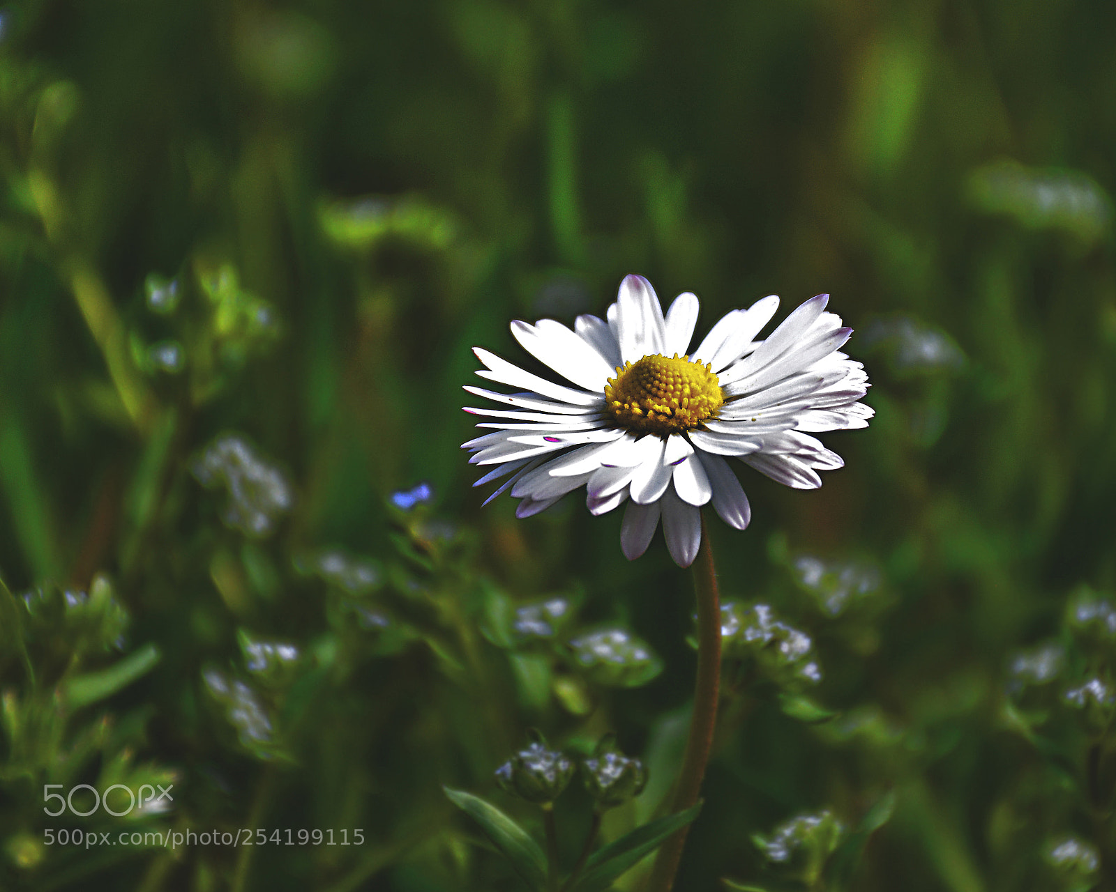 Nikon D5200 sample photo. Daisy photography