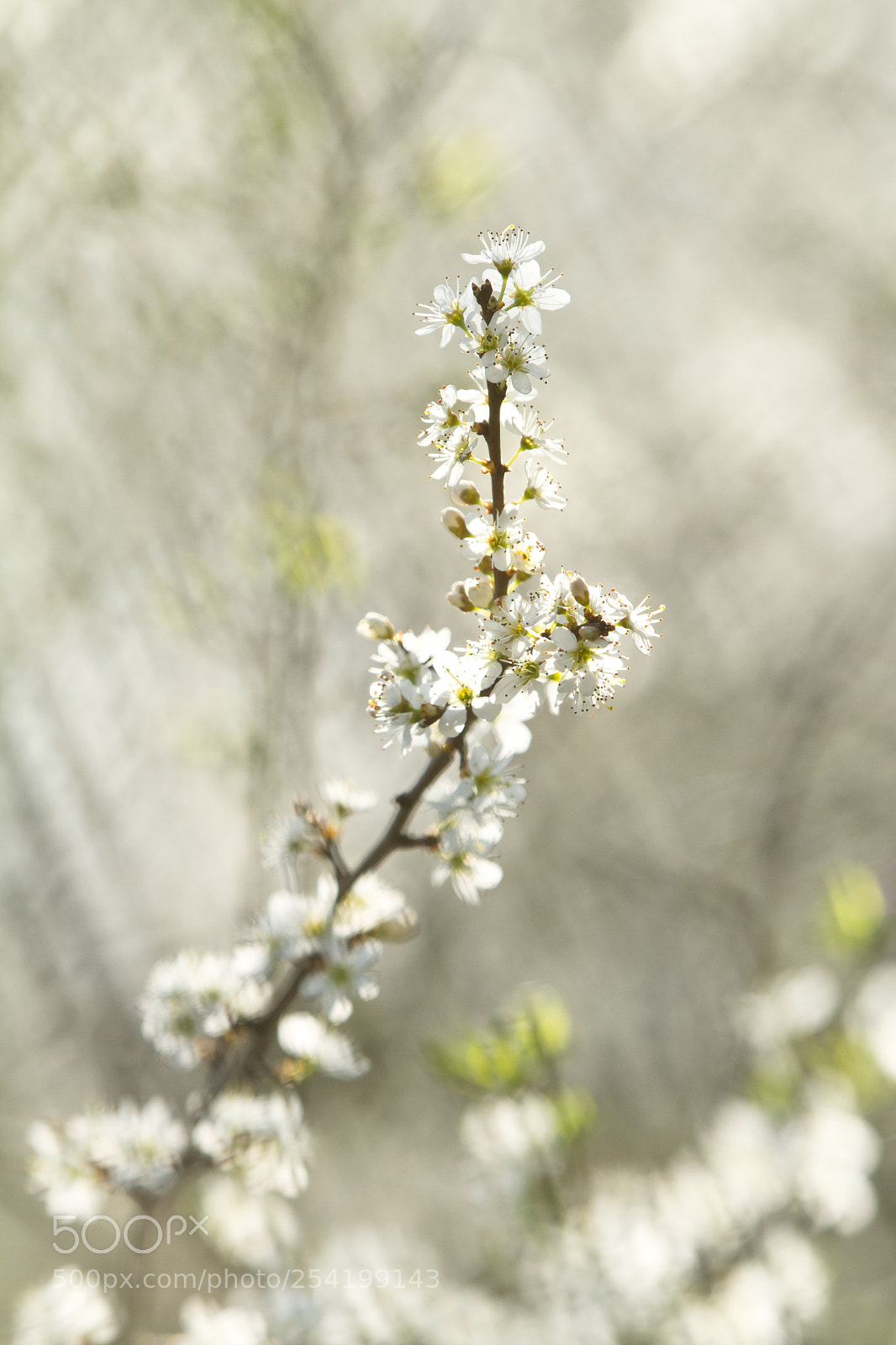 Canon EOS 7D sample photo. Sleedoorn photography