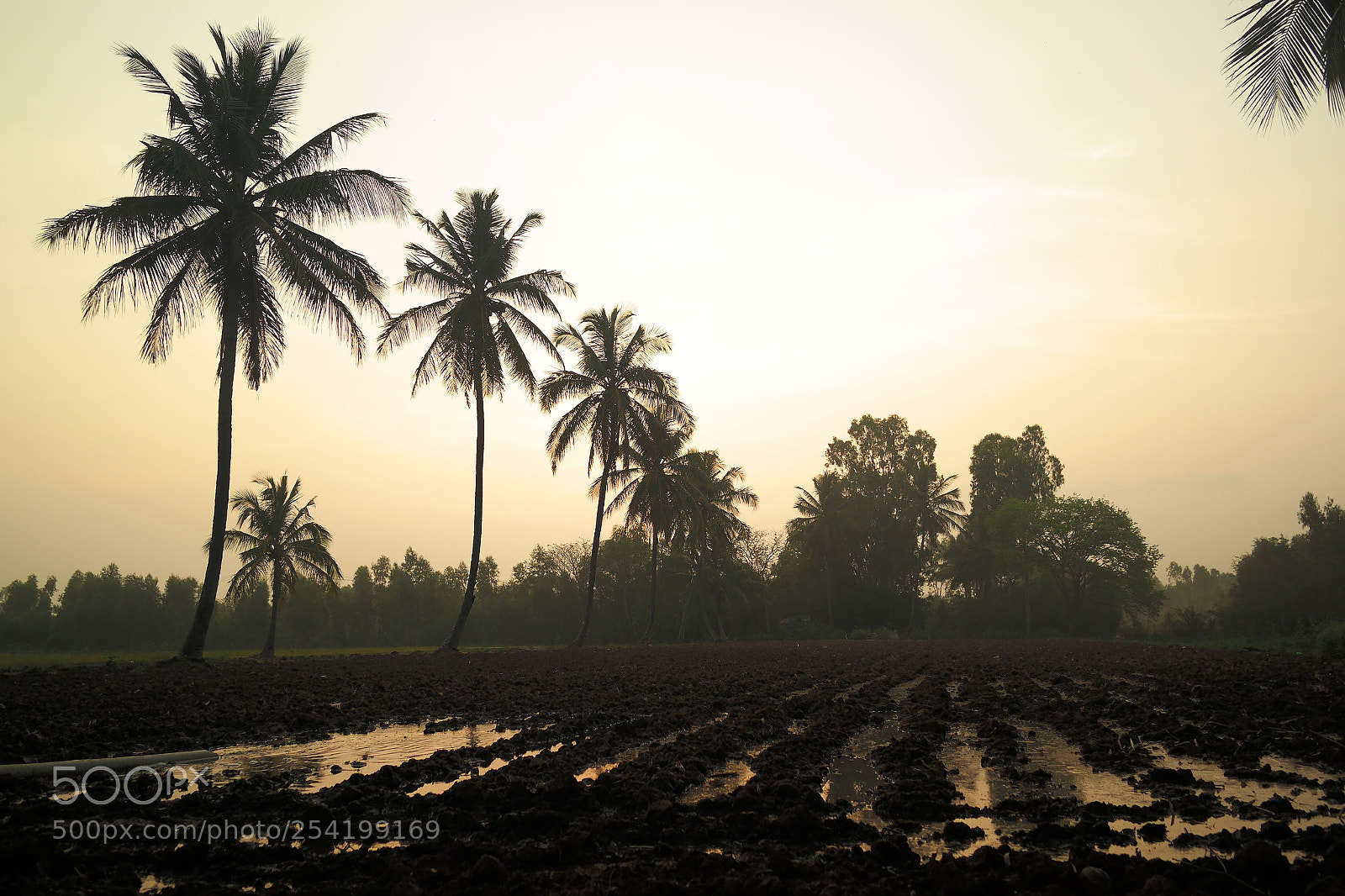 Samsung NX2000 sample photo. Cocunut field at belthur photography