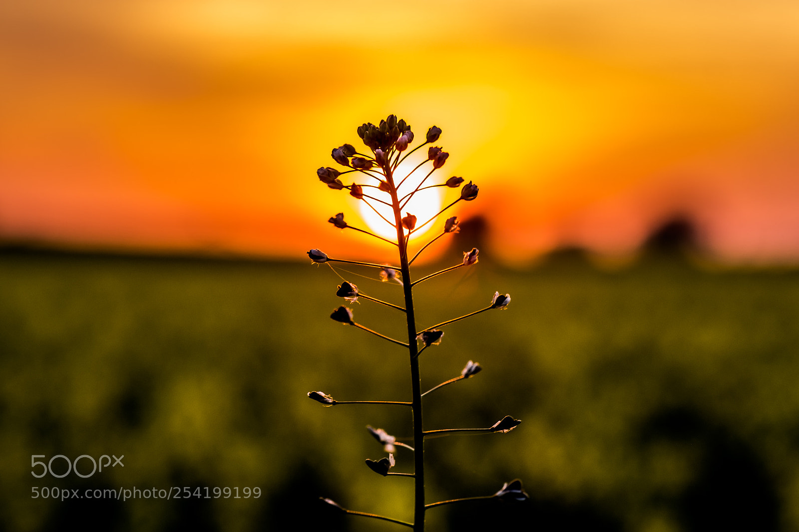 Fujifilm X-T2 sample photo. Sunset photography