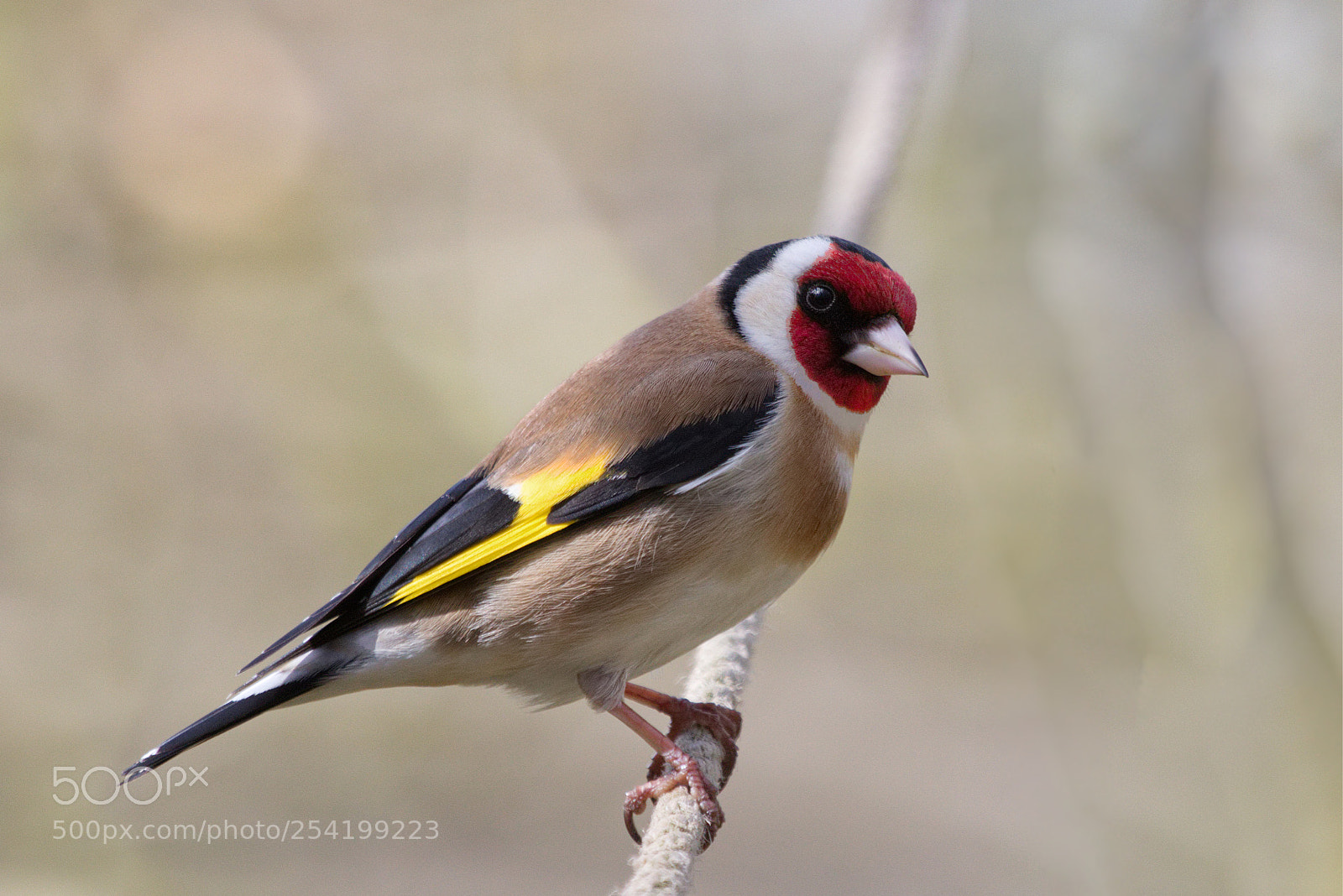 Canon EOS 70D sample photo. Goldfinch photography