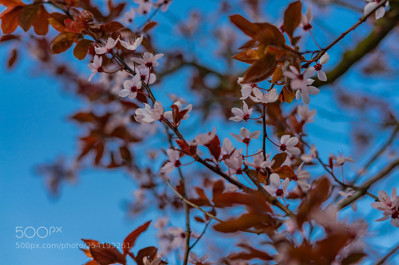 Sony a7 sample photo. Prunus cerasifera photography