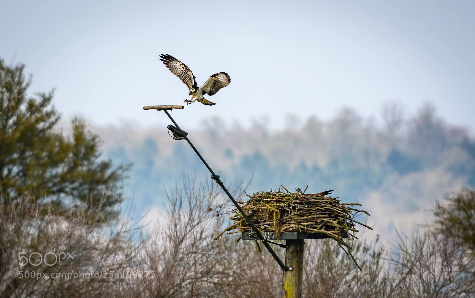 Nikon D850 sample photo. Osprey landing on a photography