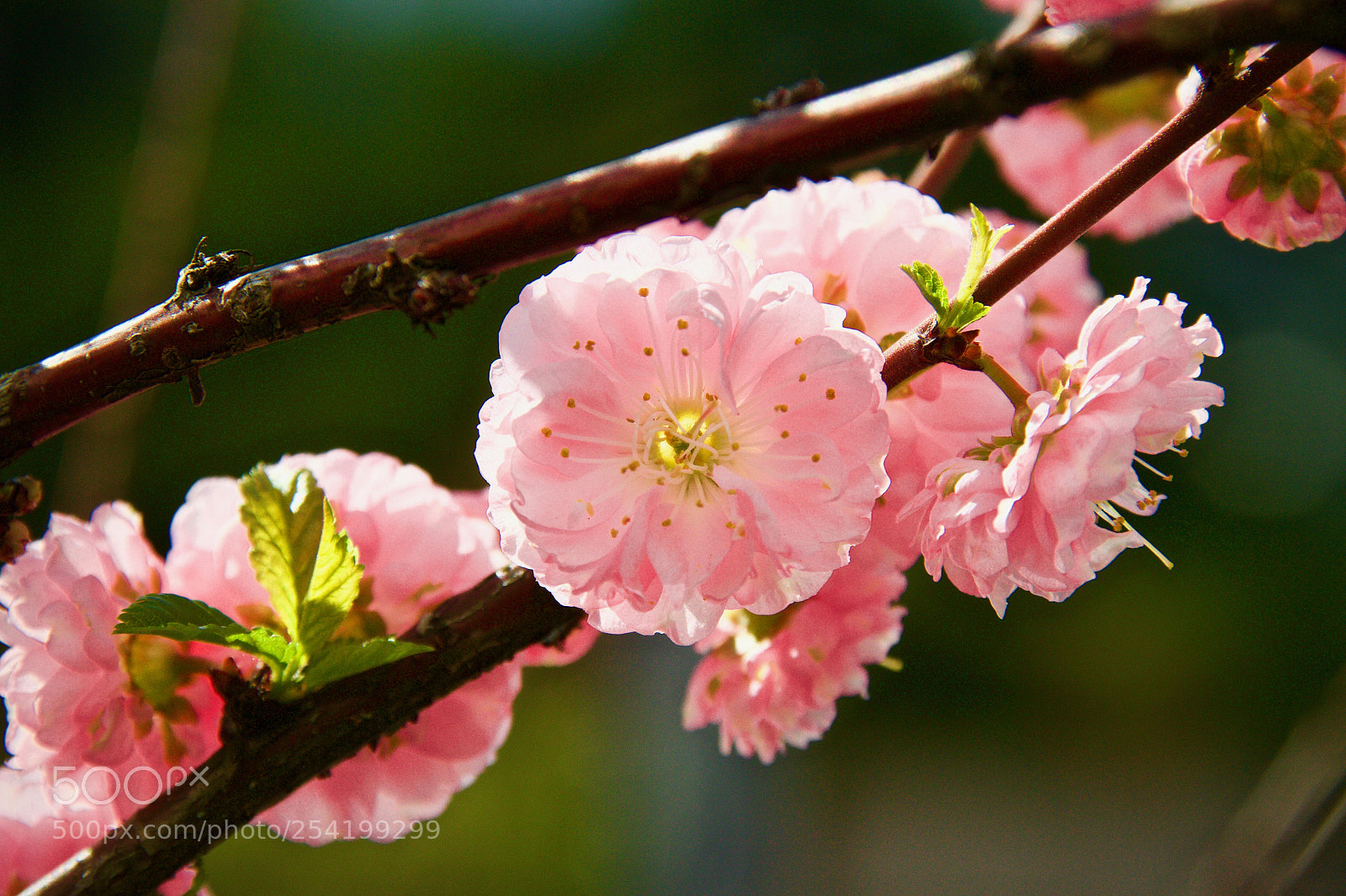 Canon EOS 7D sample photo. Pink blossoming photography