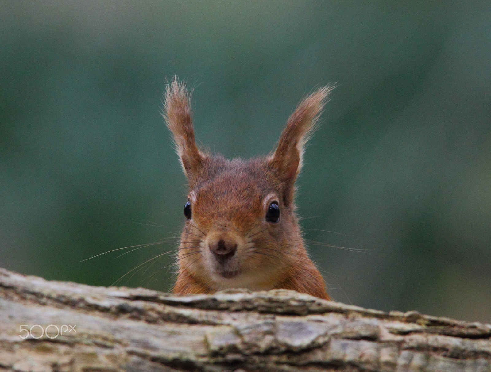 Canon EOS 60D + Sigma 150-500mm F5-6.3 DG OS HSM sample photo. Peek-a-boo photography