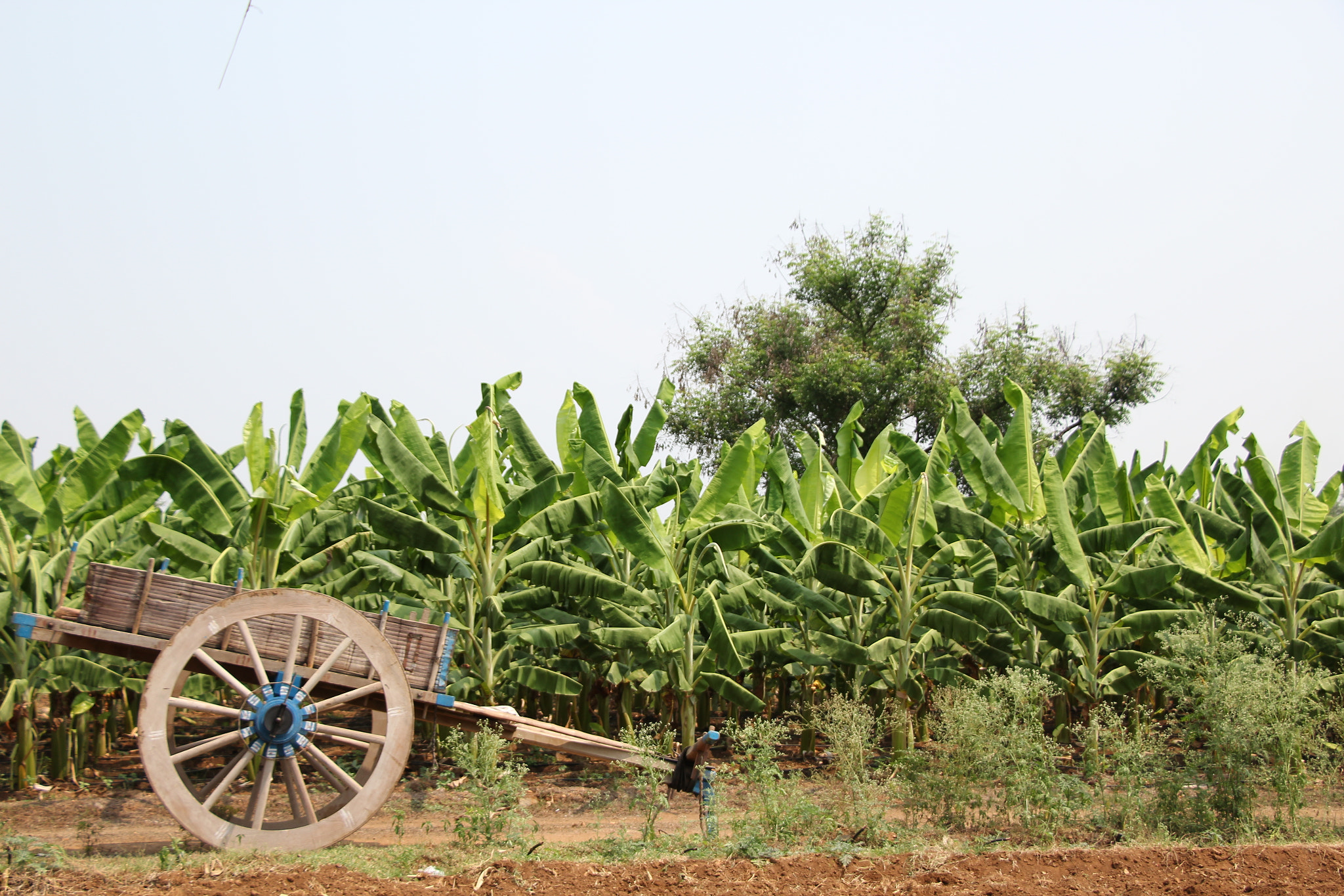 Canon EOS 1200D (EOS Rebel T5 / EOS Kiss X70 / EOS Hi) sample photo. Rural transport photography
