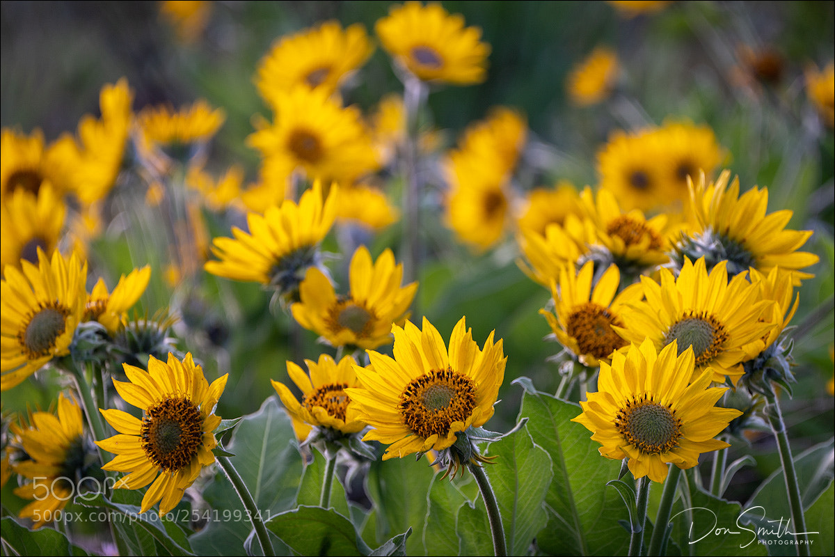 Sony a7R III sample photo. Balsamroot flowers photography