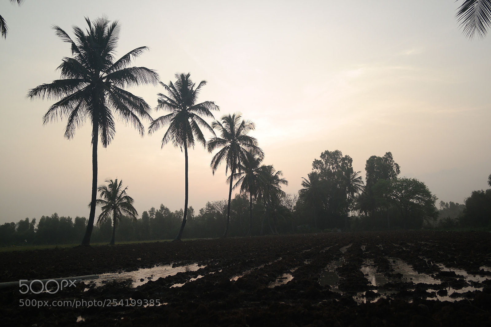 Samsung NX2000 sample photo. Cocunut field at belthur photography