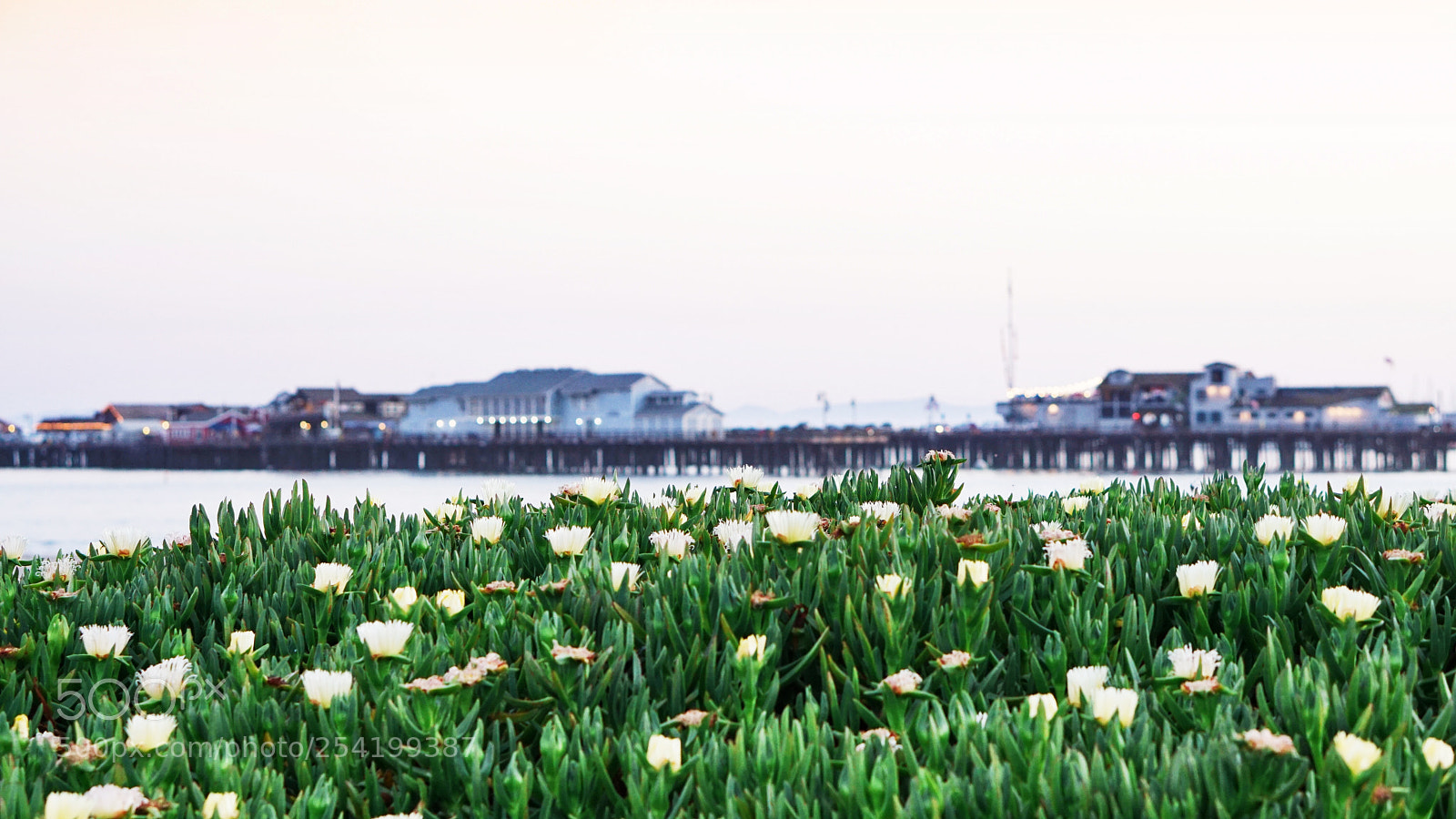 Sony a6000 sample photo. Flowers by the beach photography