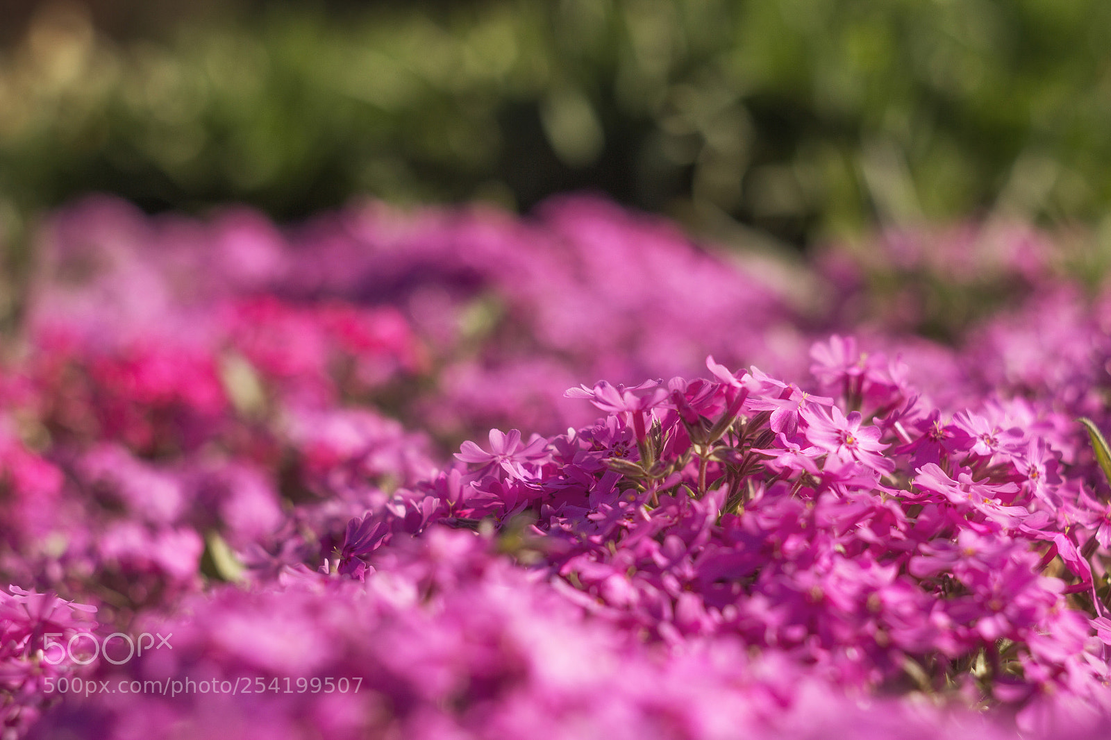 Canon EOS 600D (Rebel EOS T3i / EOS Kiss X5) sample photo. Цвяточки photography