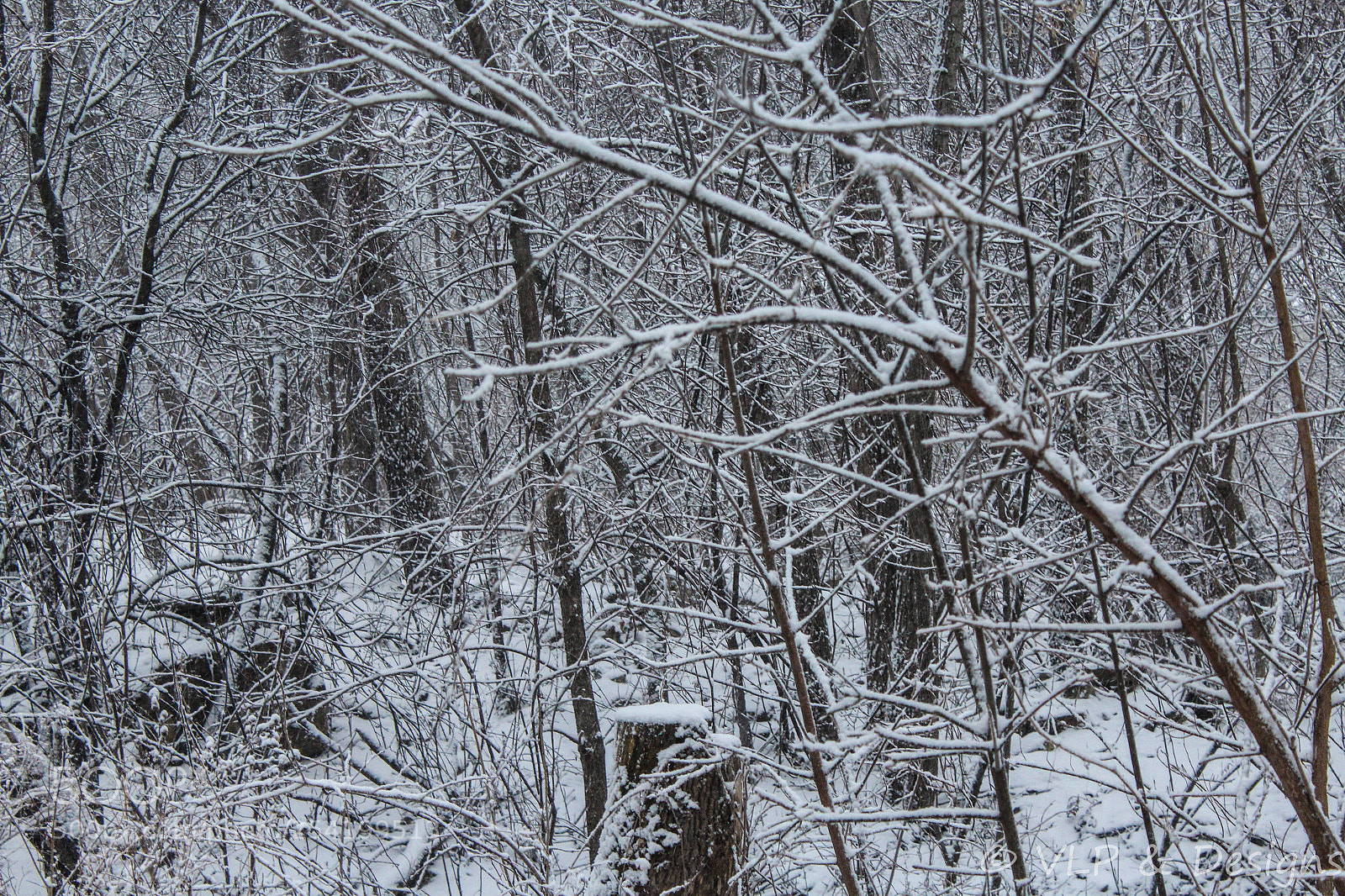 Canon EOS 1200D (EOS Rebel T5 / EOS Kiss X70 / EOS Hi) sample photo. Frozen woodland photography