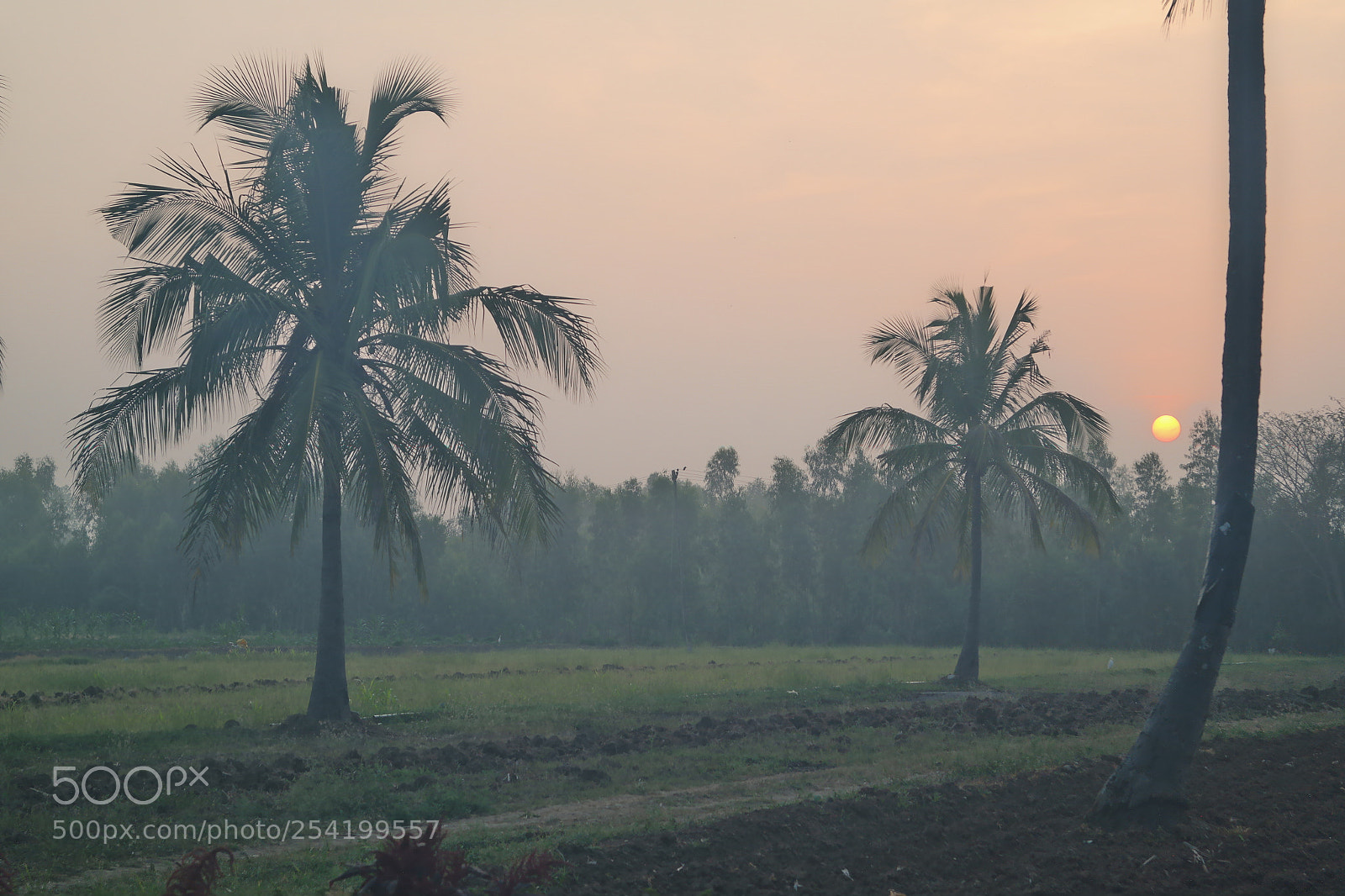 Samsung NX2000 sample photo. Cocunut field at belthur photography