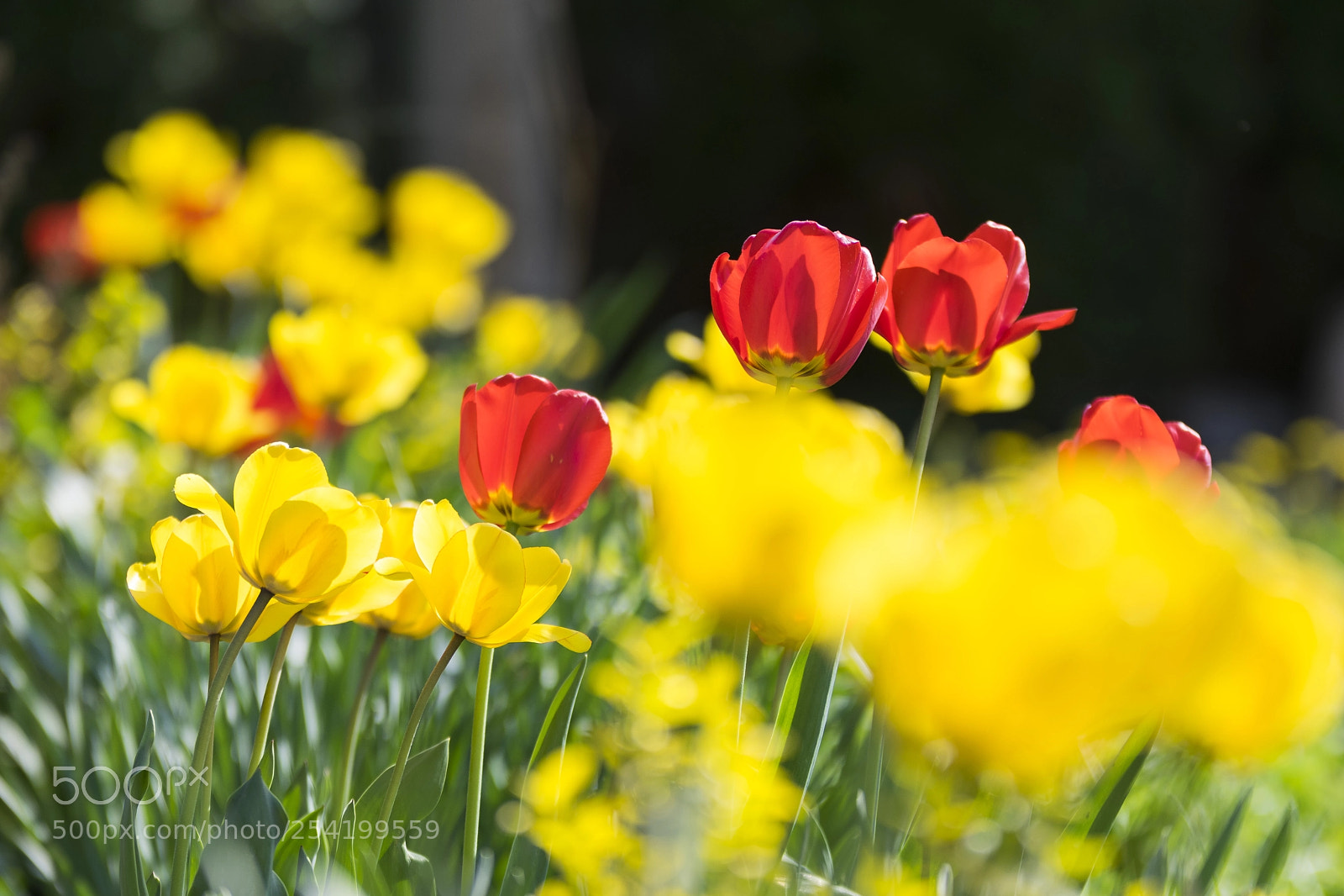 Nikon D3300 sample photo. Colors of the spring photography