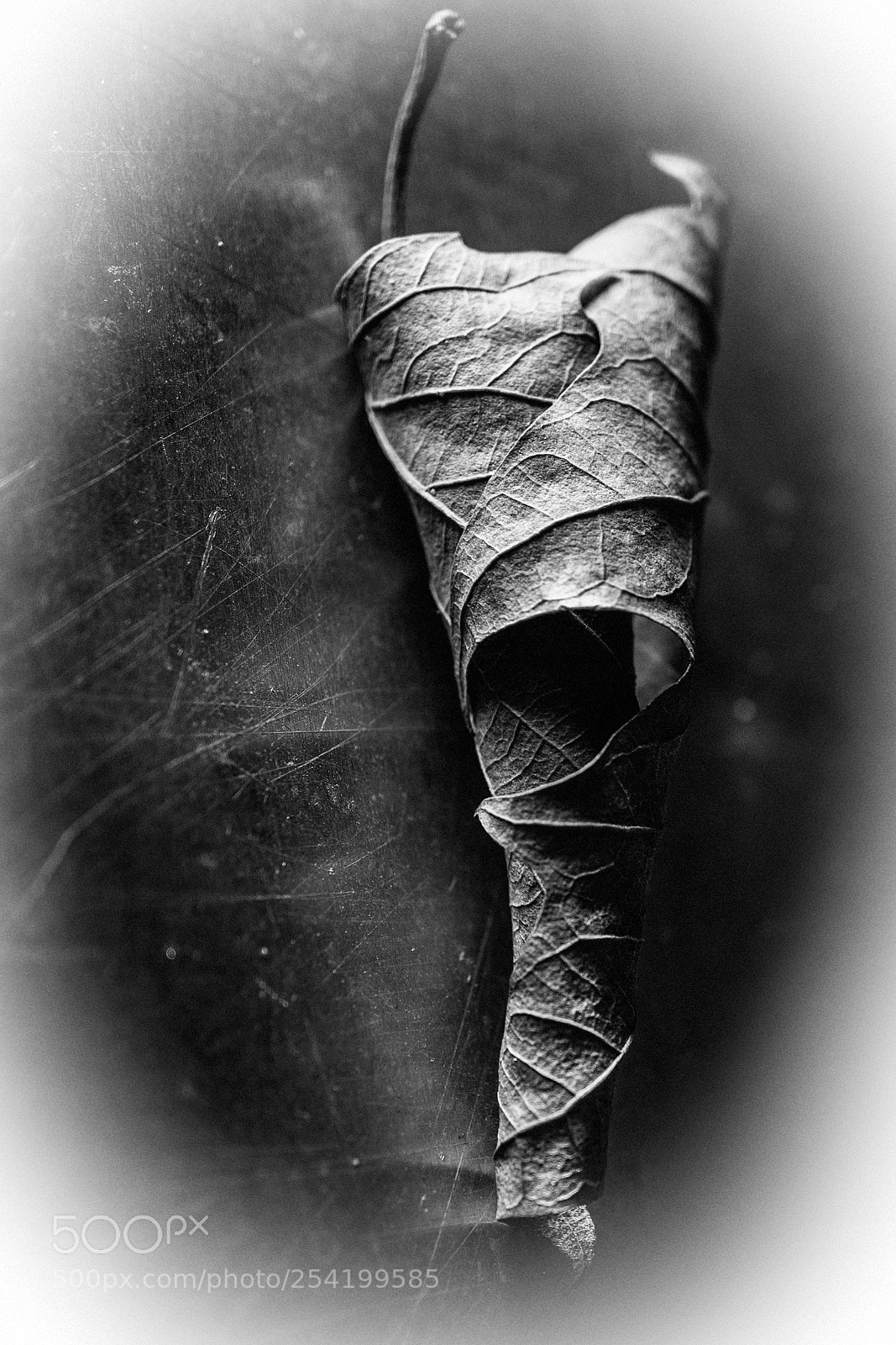 Sony a7 sample photo. Curled autumn leaf photography