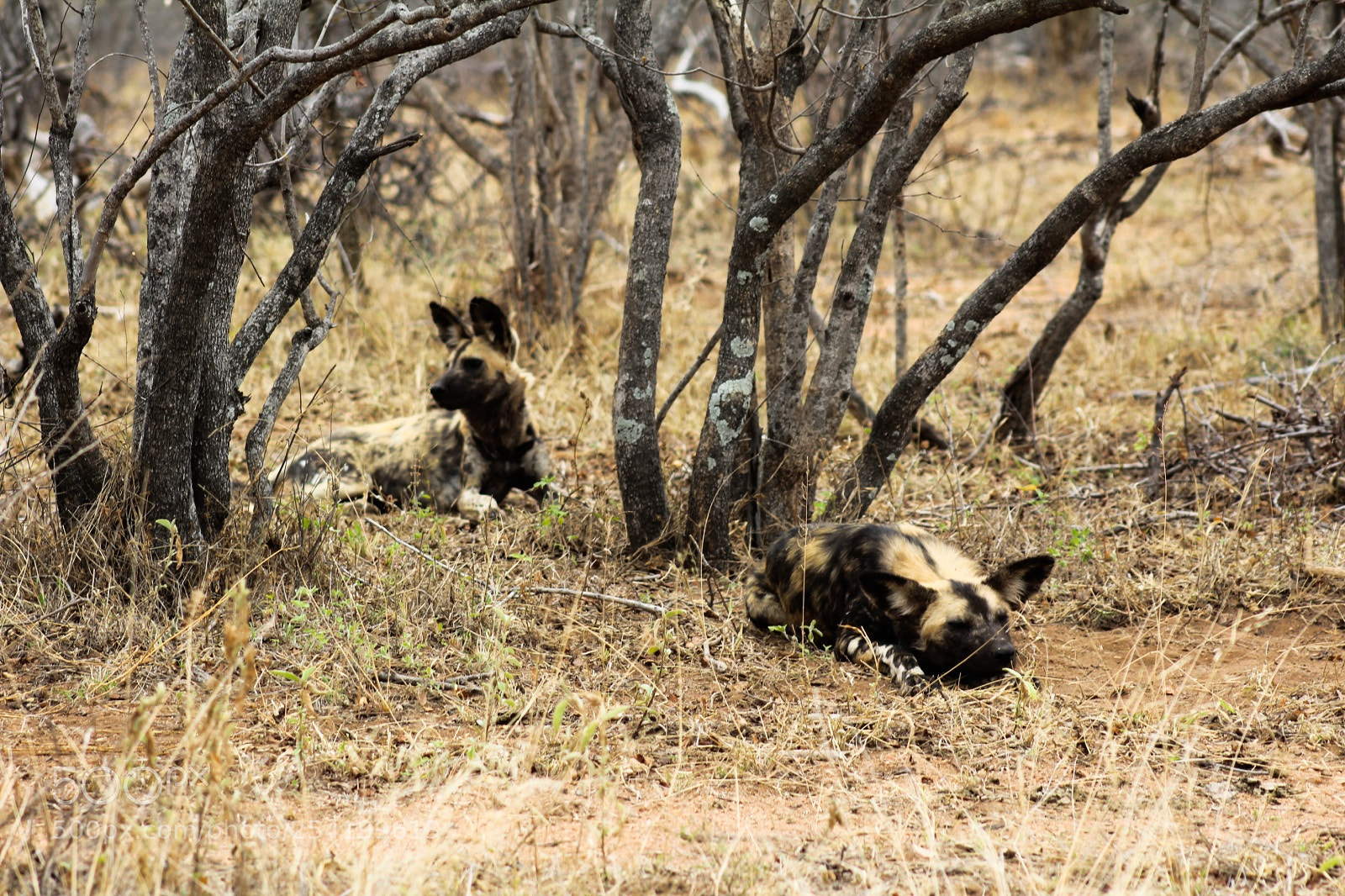 Canon EOS 1200D (EOS Rebel T5 / EOS Kiss X70 / EOS Hi) sample photo. African wild dog photography
