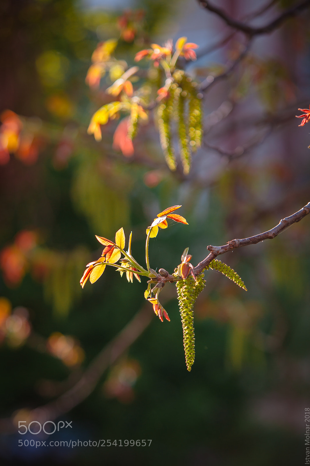 Canon EOS 5D Mark II sample photo. Nut color photography