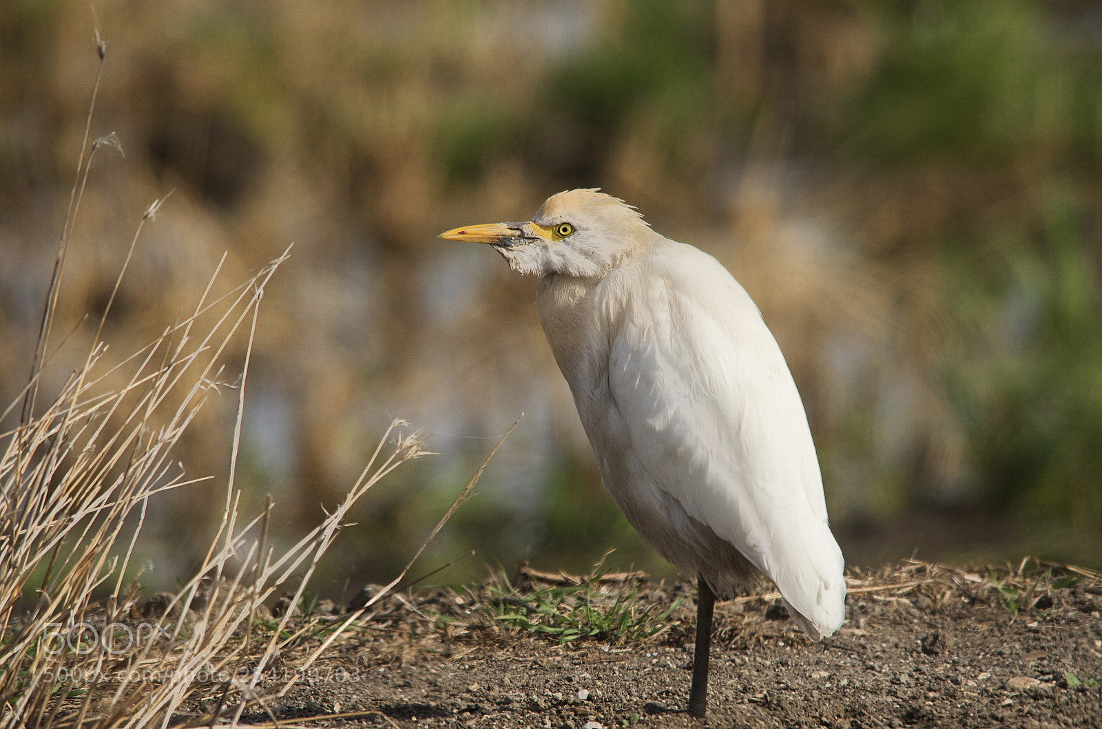Nikon D7000 sample photo. Cattle egret photography