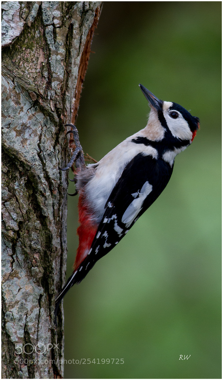 Canon EOS 7D sample photo. Greater spotted woodpecker photography
