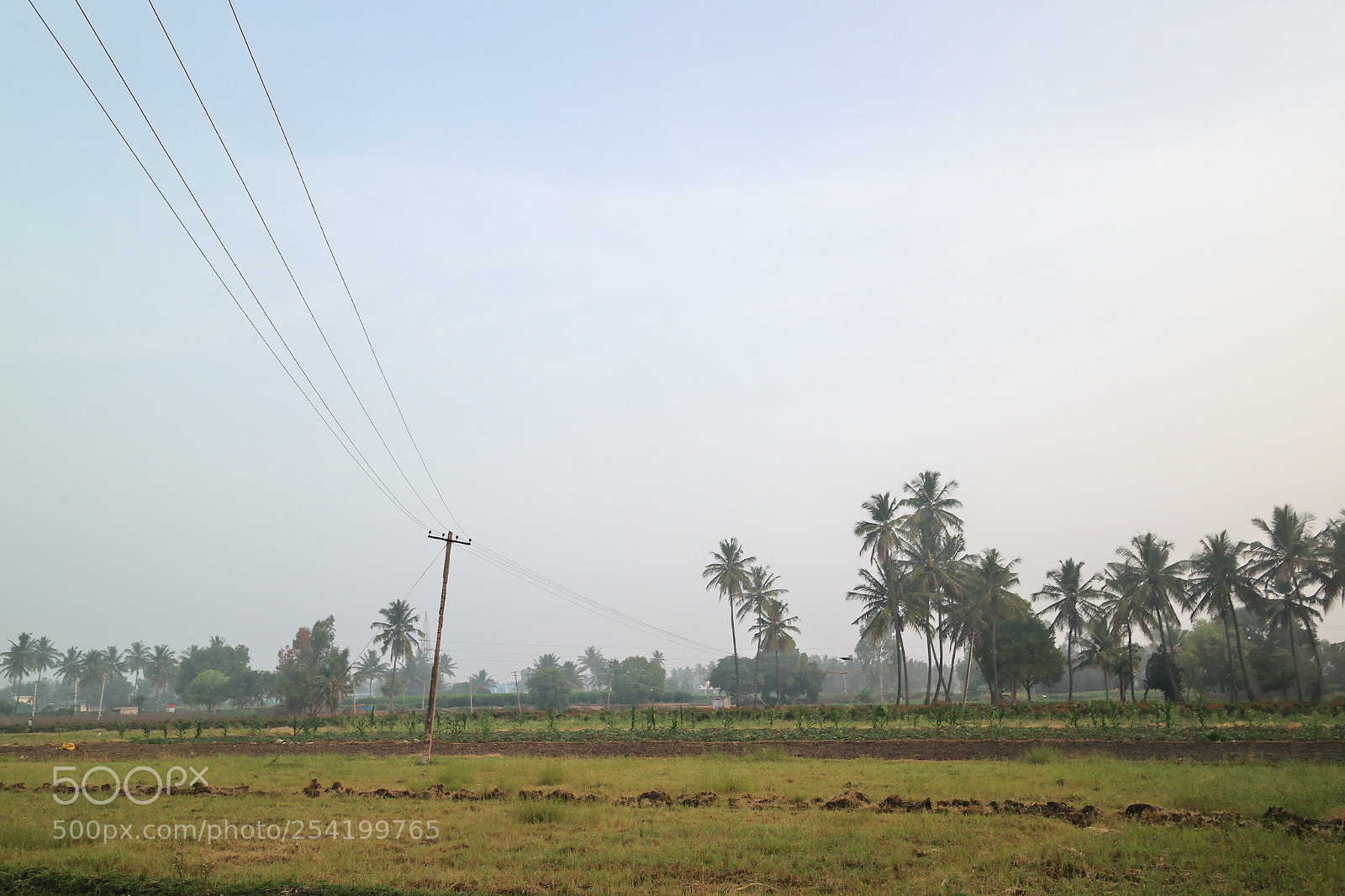 Samsung NX2000 sample photo. Cocunut field at belthur photography