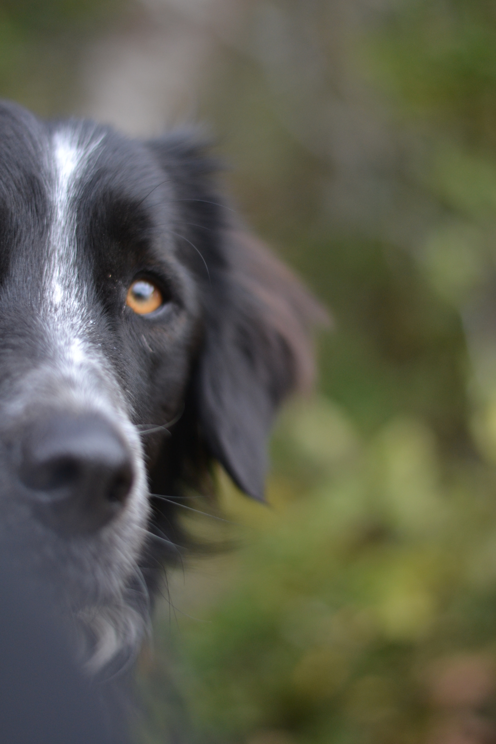 Nikon D3100 + Nikon AF-S Nikkor 50mm F1.8G sample photo. The dog photography