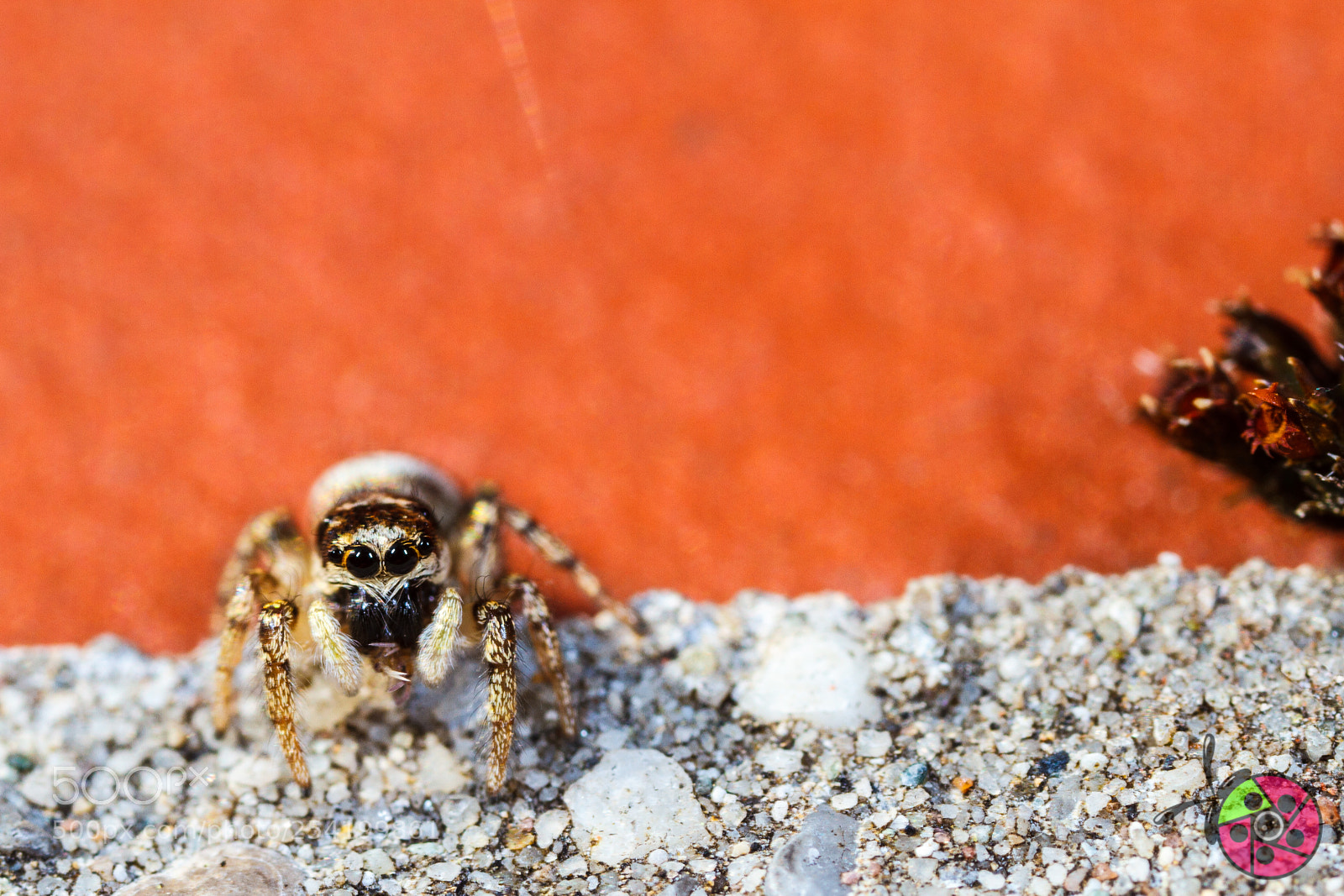 Canon EOS 7D sample photo. Hello sun :-) photography