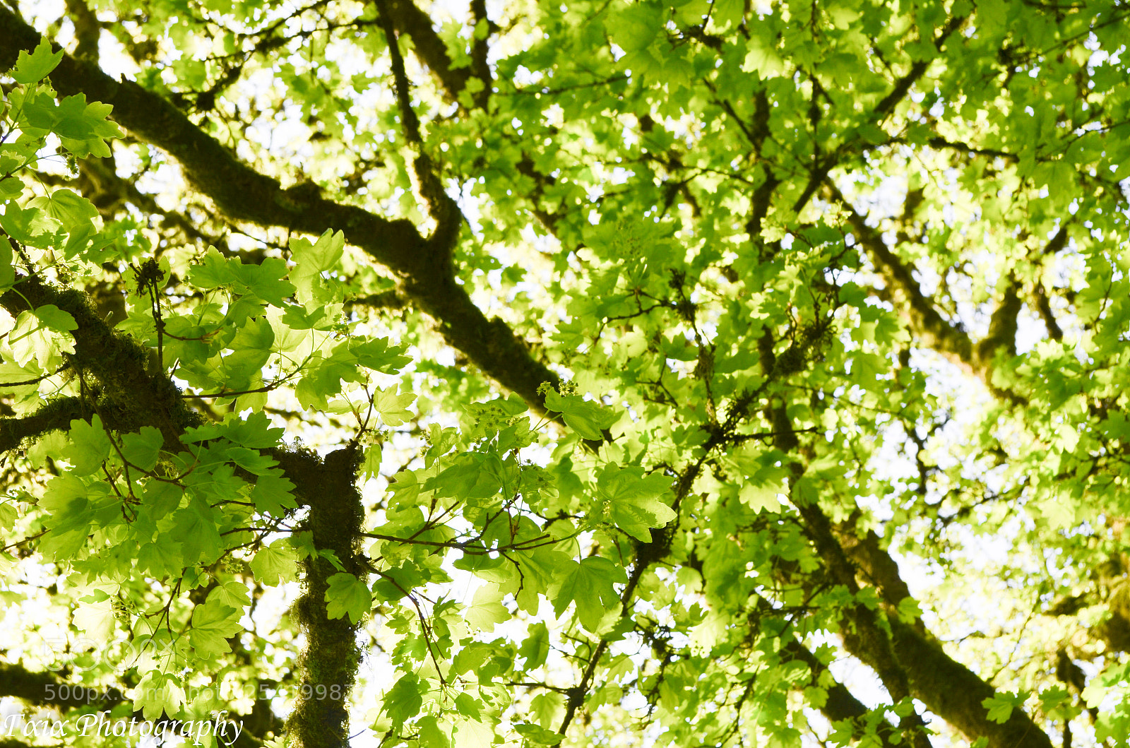 Nikon D5100 sample photo. Untitled photography