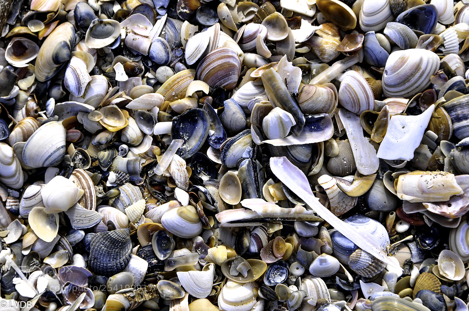 Nikon D300 sample photo. Product from the sea photography