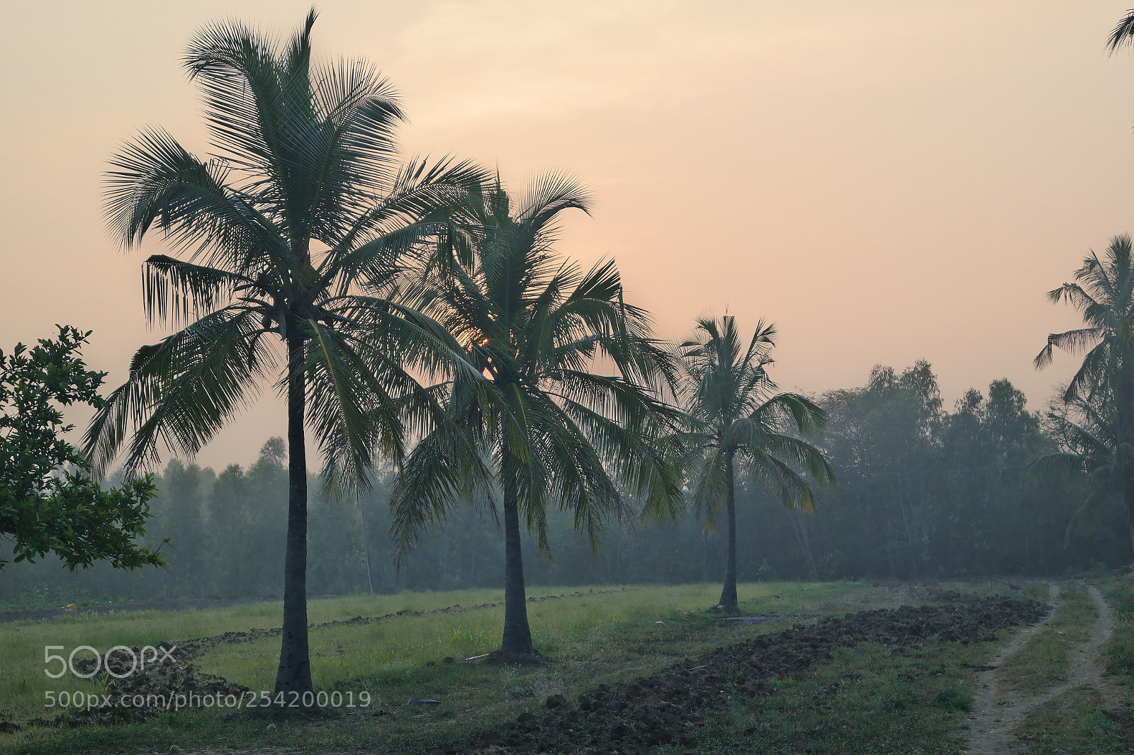 Samsung NX2000 sample photo. Cocunut field at belthur photography