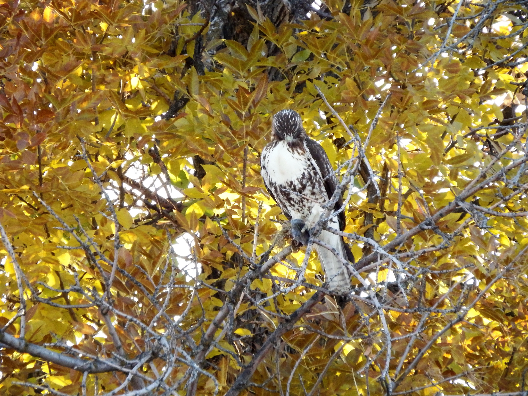 Fujifilm FinePix SL1000 sample photo. Fall hawk photography
