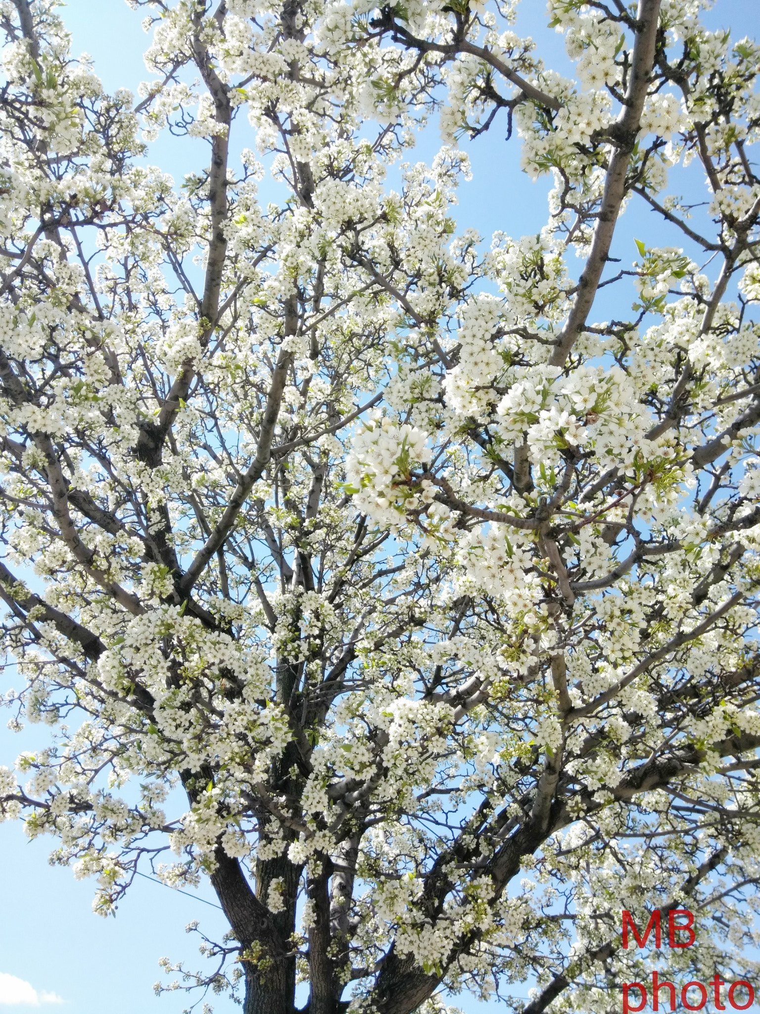 ZTE BLADE ZMAX sample photo. Spring time photography