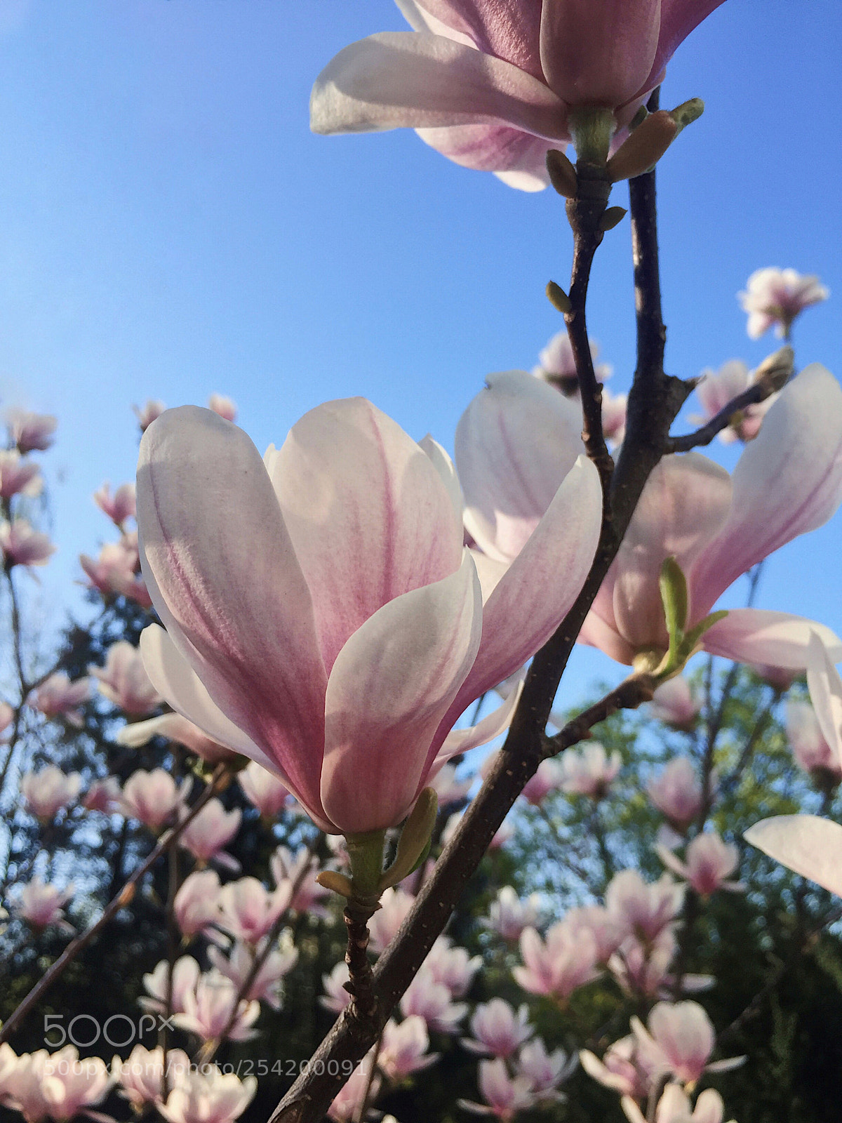 Apple iPhone 6 sample photo. Magnolia pink blossom flower photography