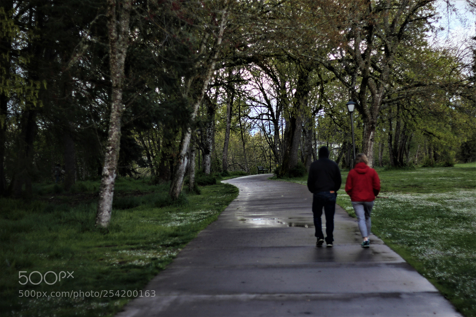Canon EOS 600D (Rebel EOS T3i / EOS Kiss X5) sample photo. Leading the path photography