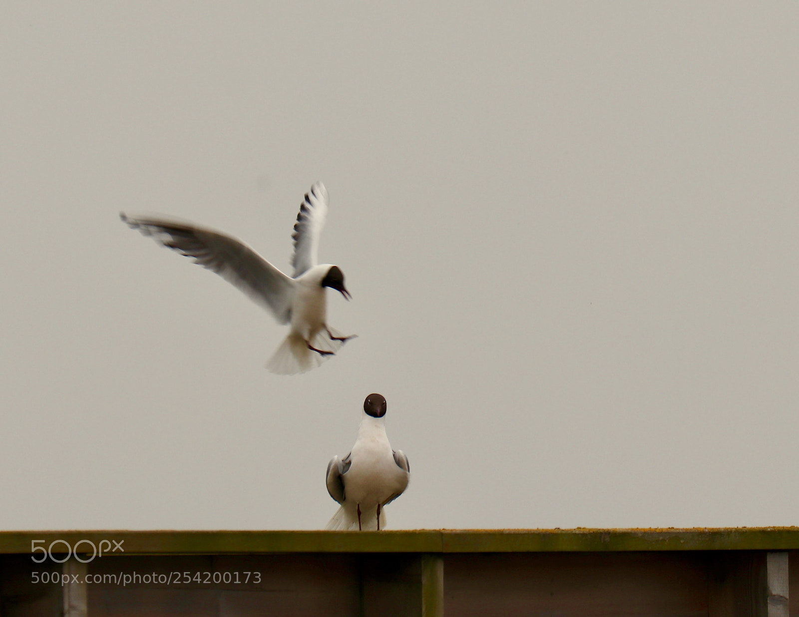 Canon EOS 800D (EOS Rebel T7i / EOS Kiss X9i) sample photo. Seagulls photography