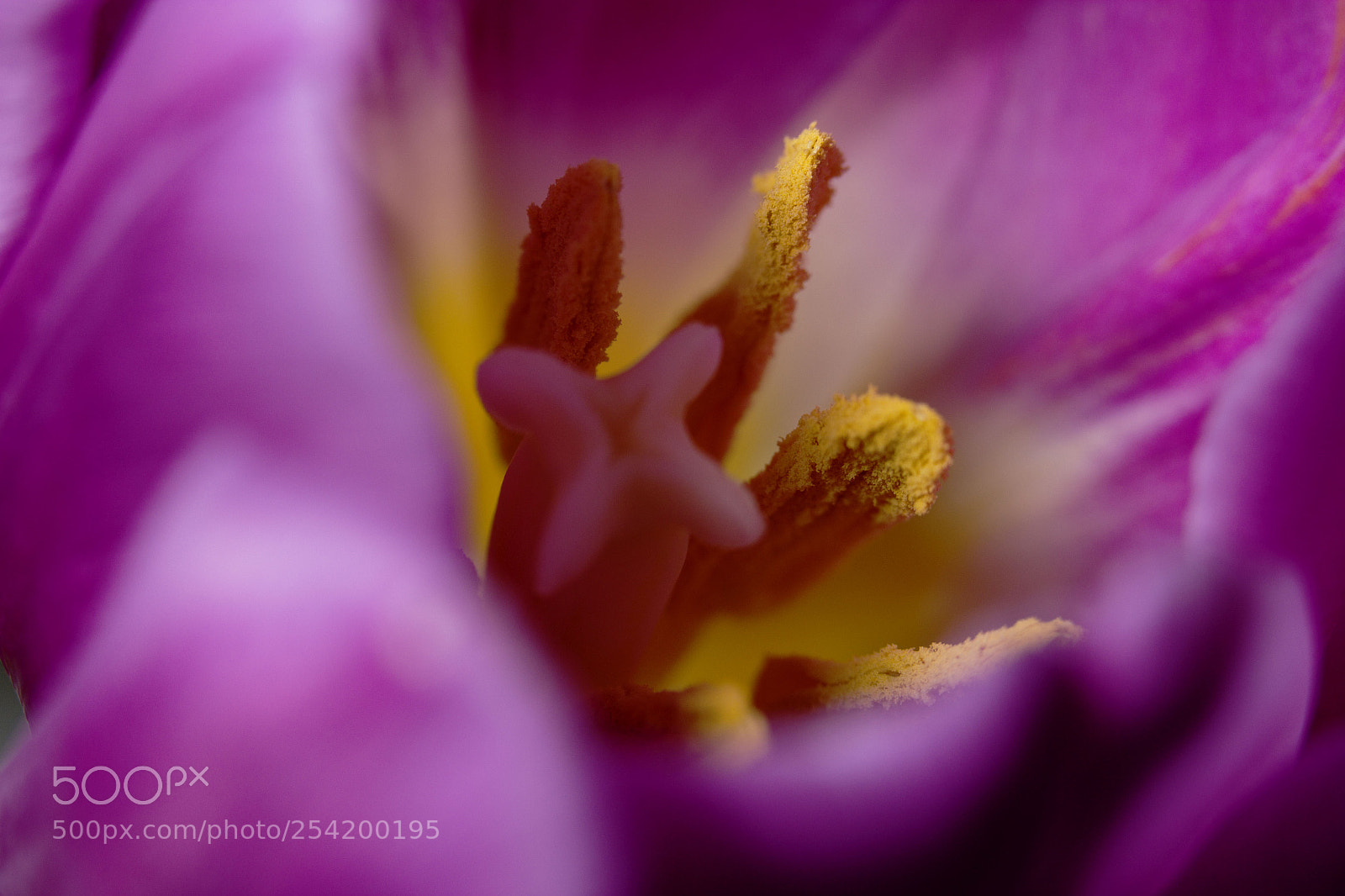 Canon EOS 60D sample photo. Tulips photography